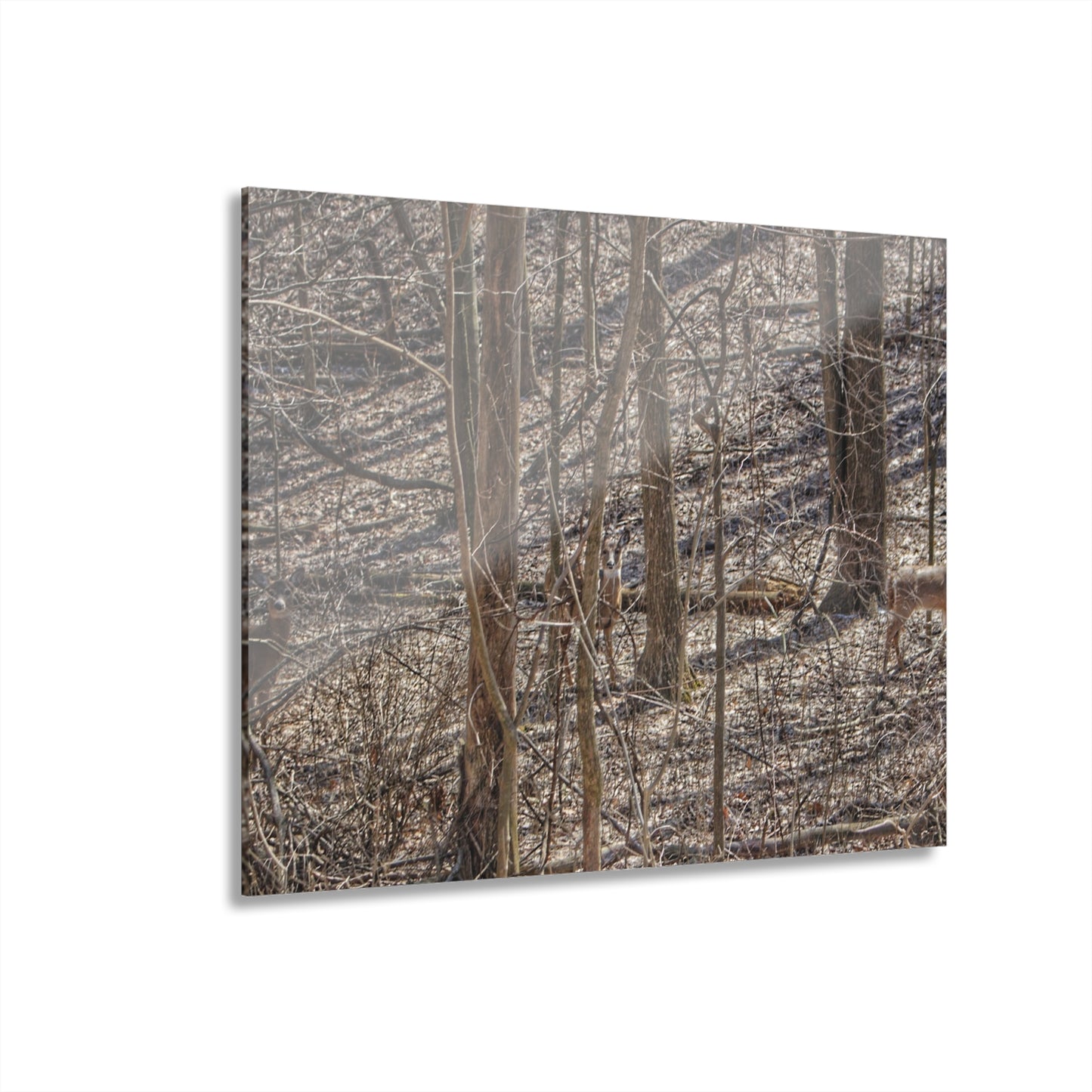 U R There Photography Three Does of Dryden Rustic Farmhouse Acrylic Wall Print
