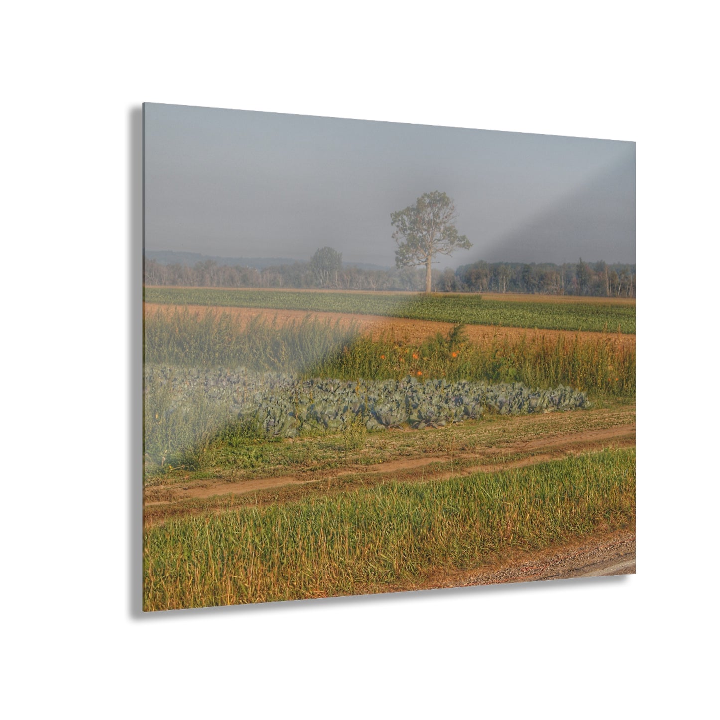U R There Photography Cabbage and Pumpkin Patch Rustic Farmhouse Acrylic Wall Print