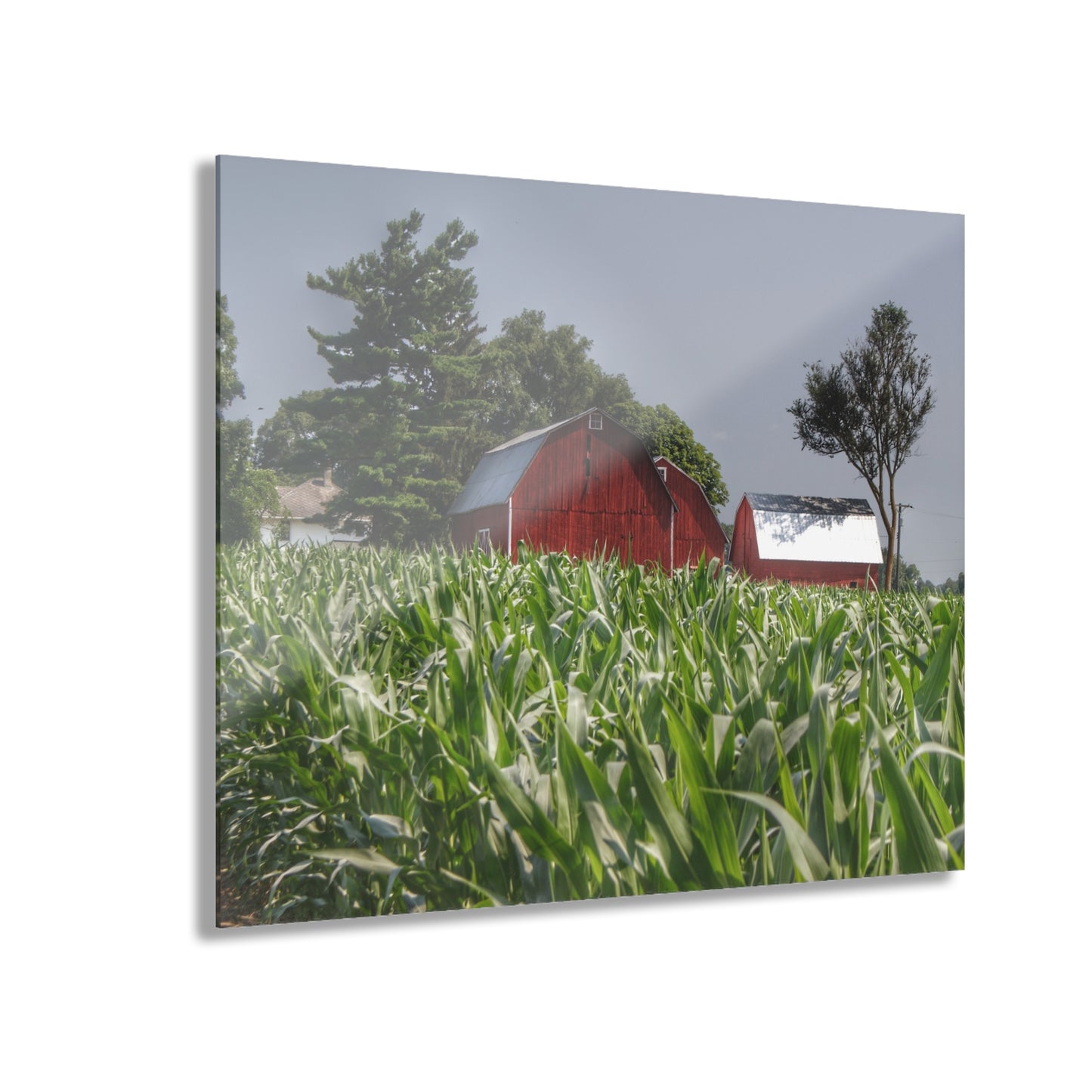 U R There Photography Shoemaker Reds Rustic Farmhouse Acrylic Wall Print