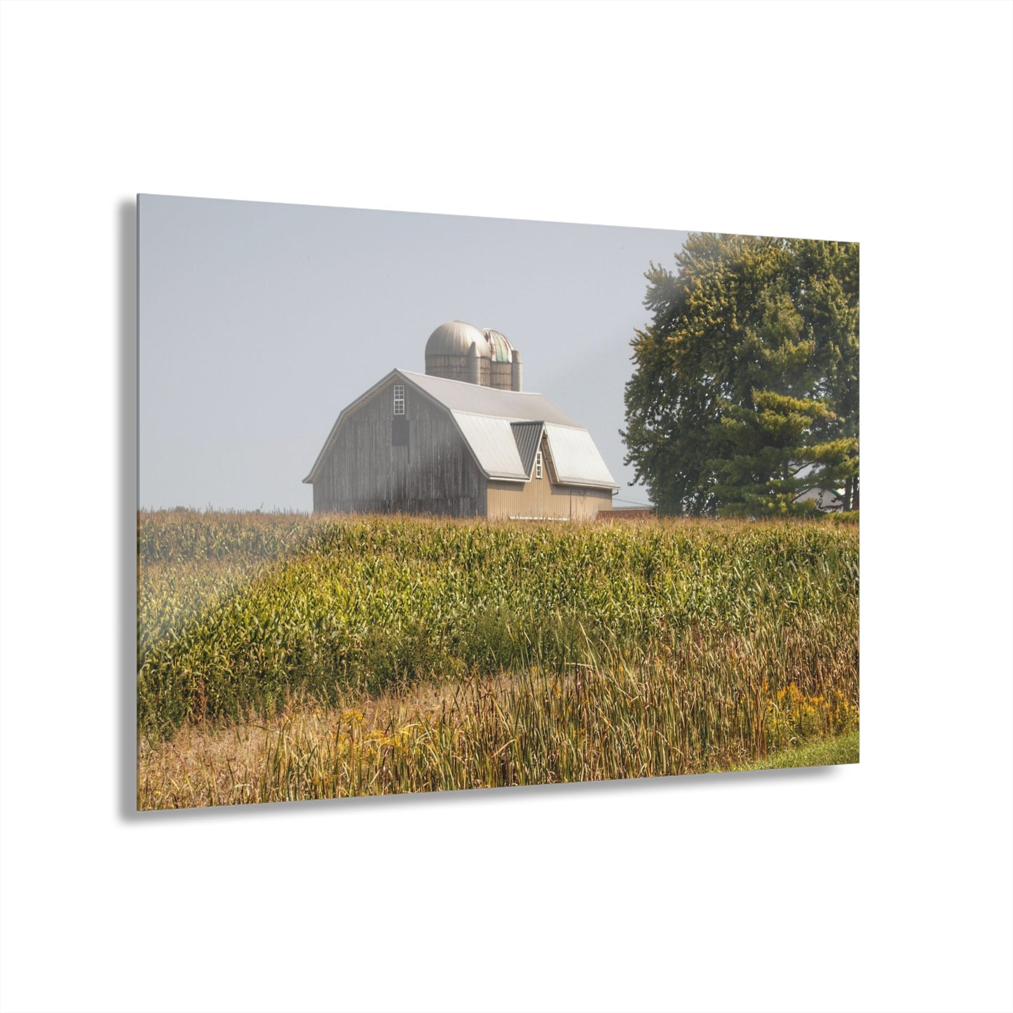 U R There Photography Beyond the September Corn on Swaffer Rustic Farmhouse Acrylic Wall Print