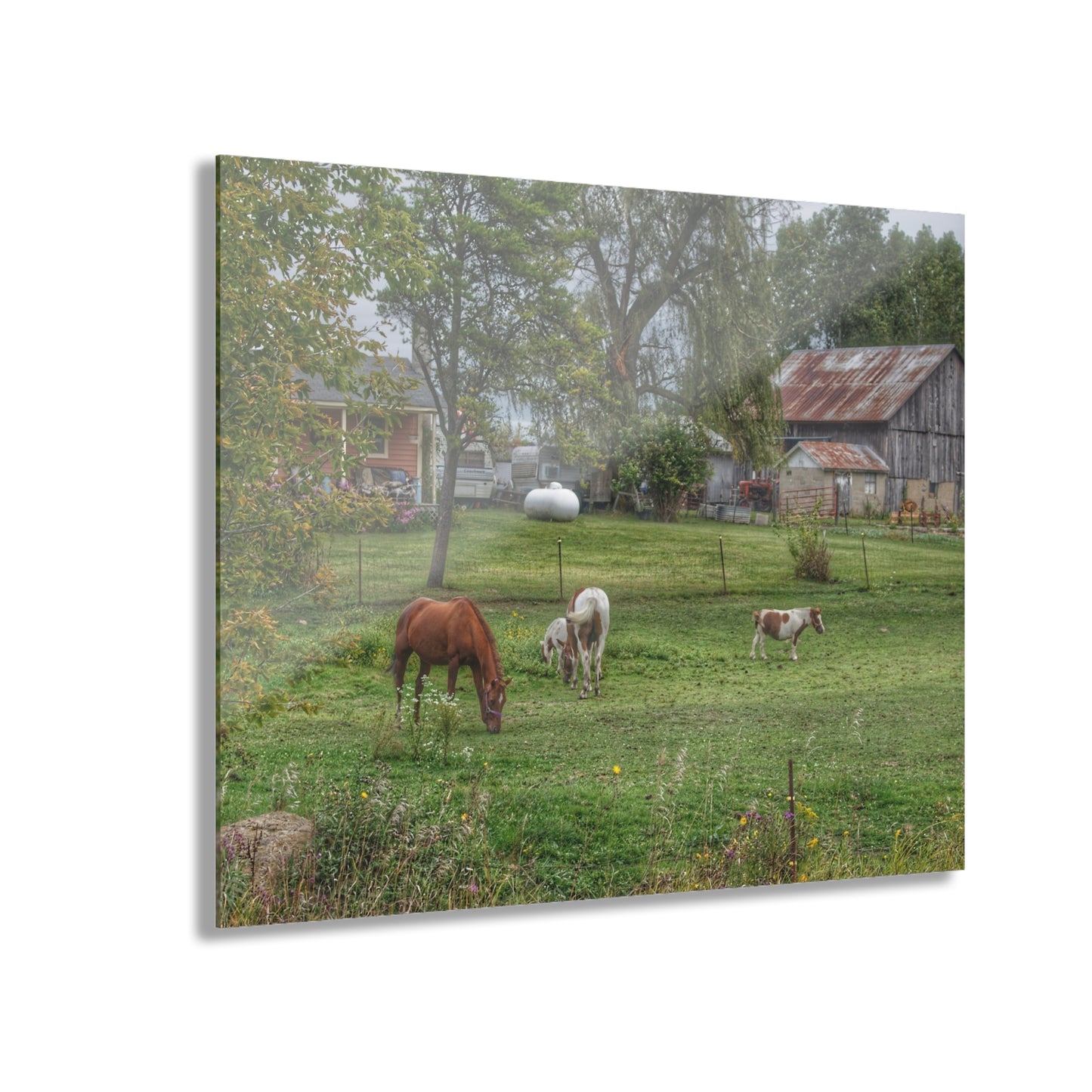 U R There Photography Front Yard Ponies Rustic Farmhouse Acrylic Wall Print