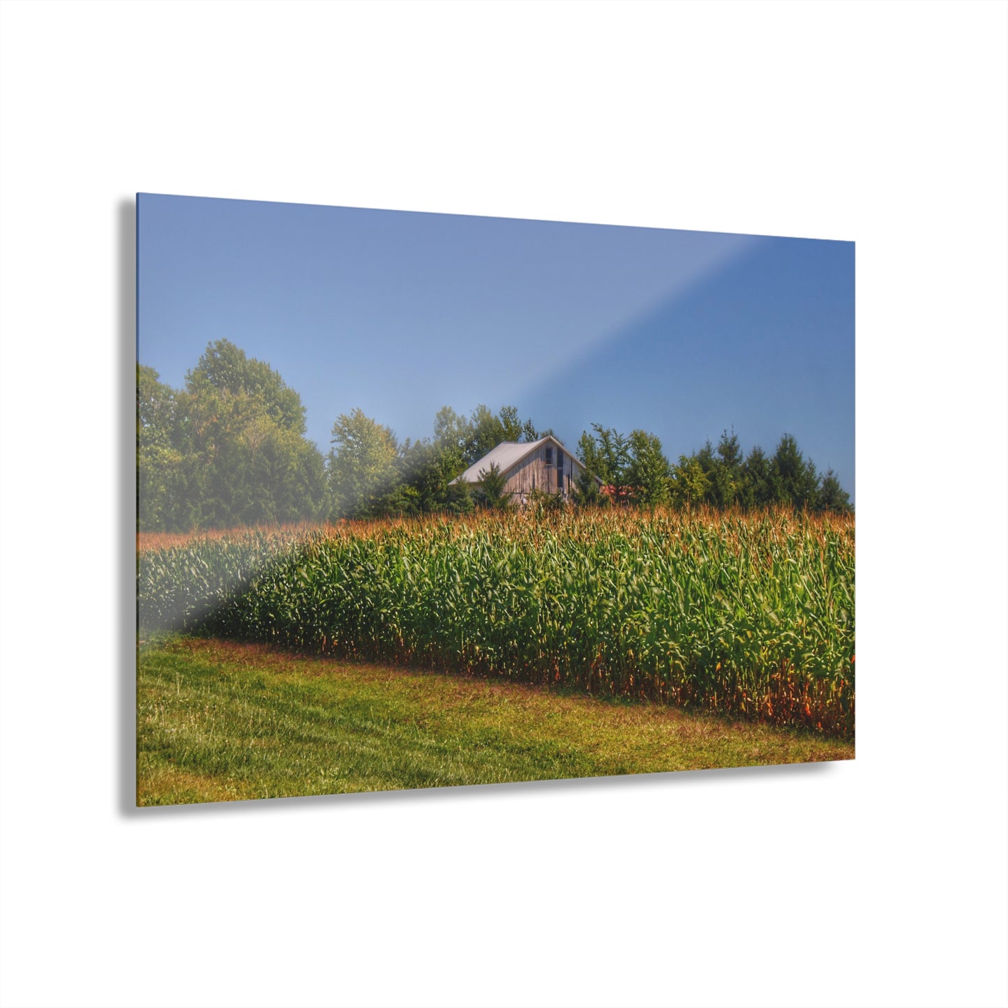 U R There Photography Beyond the Corn on Birch Road Run Rustic Farmhouse Acrylic Wall Print 14 "x 11