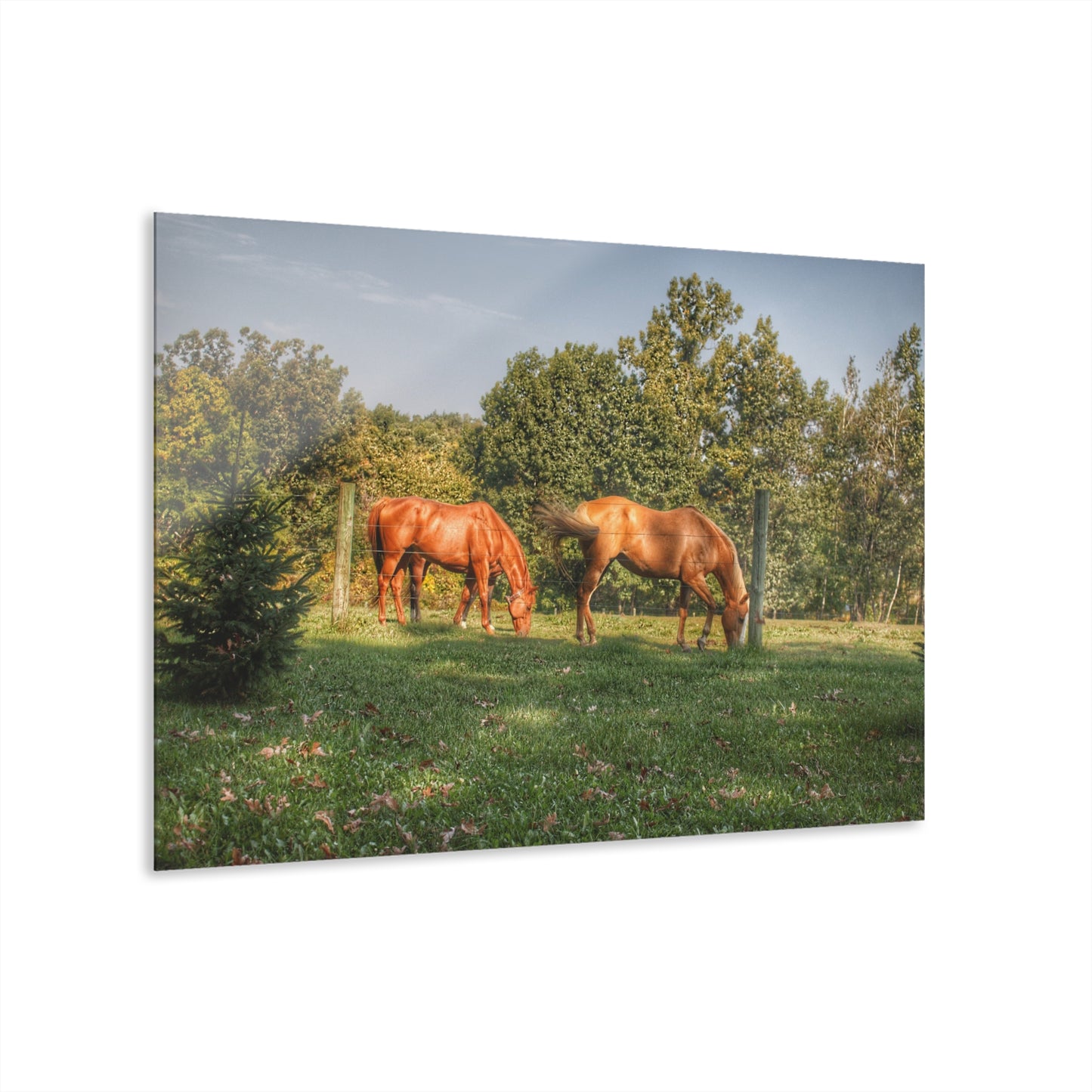 U R There Photography Caramel Horses Rustic Farmhouse Acrylic Wall Print
