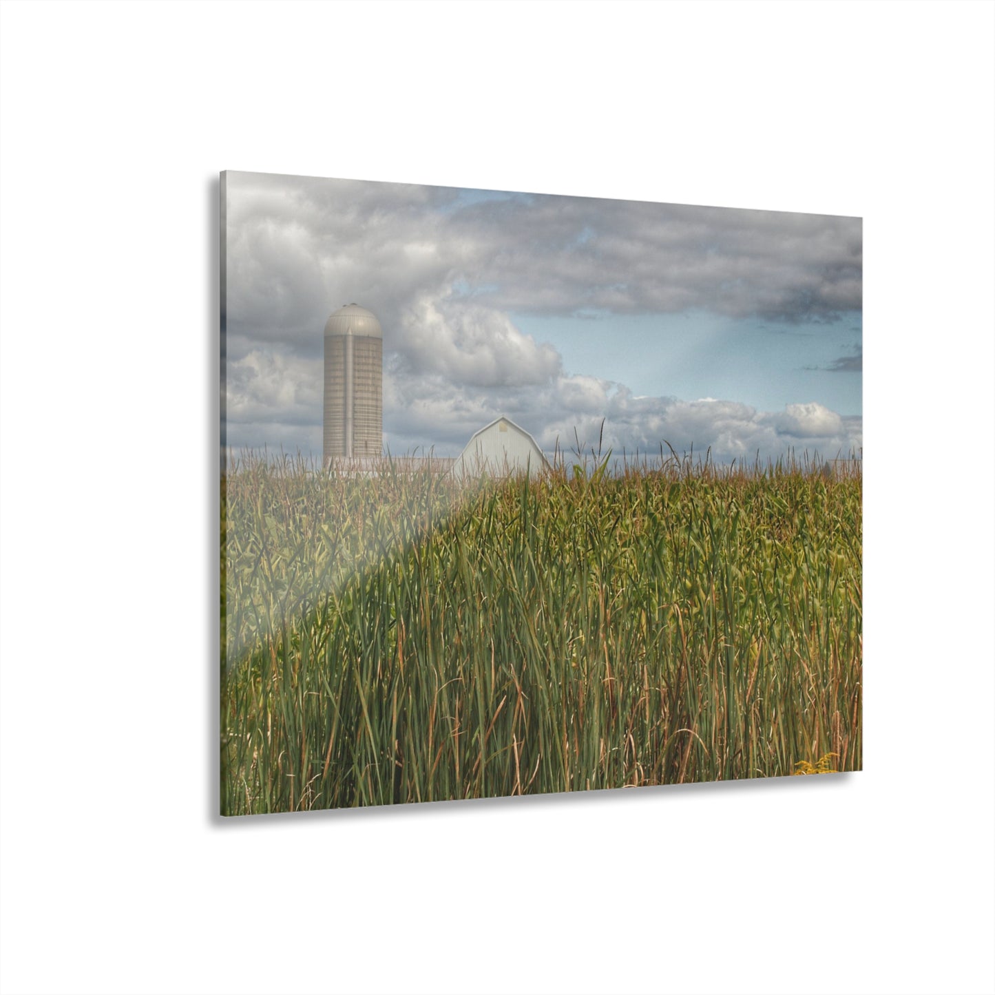 U R There Photography White Barn Overlooking Cornfield Rustic Farmhouse Acrylic Wall Print