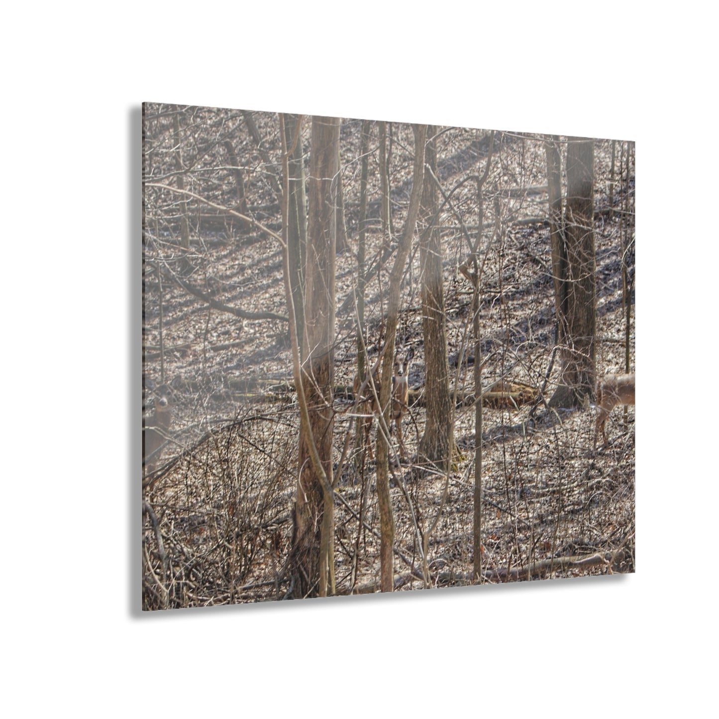 U R There Photography Three Does of Dryden Rustic Farmhouse Acrylic Wall Print