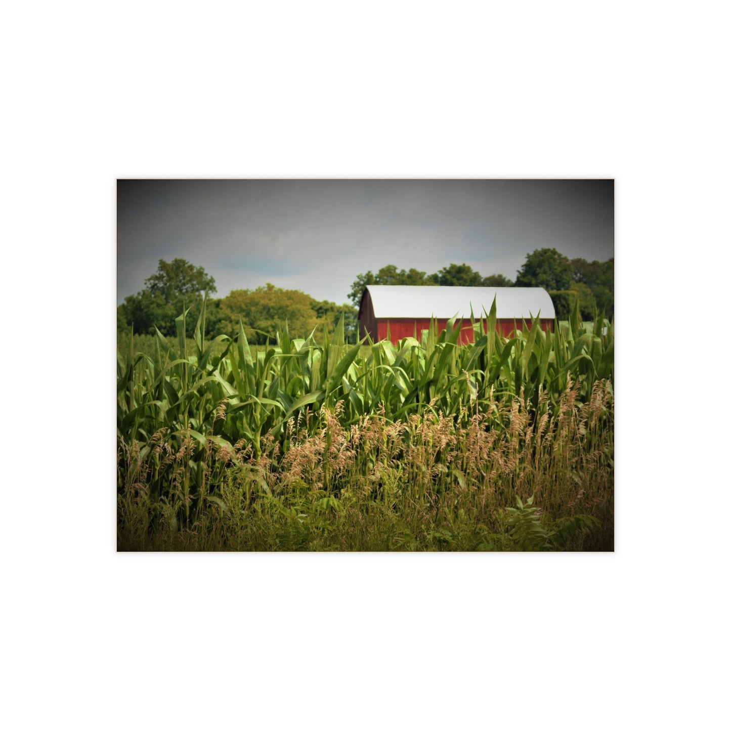 Rustic Farmhouse Wall Tile featuring July Corn