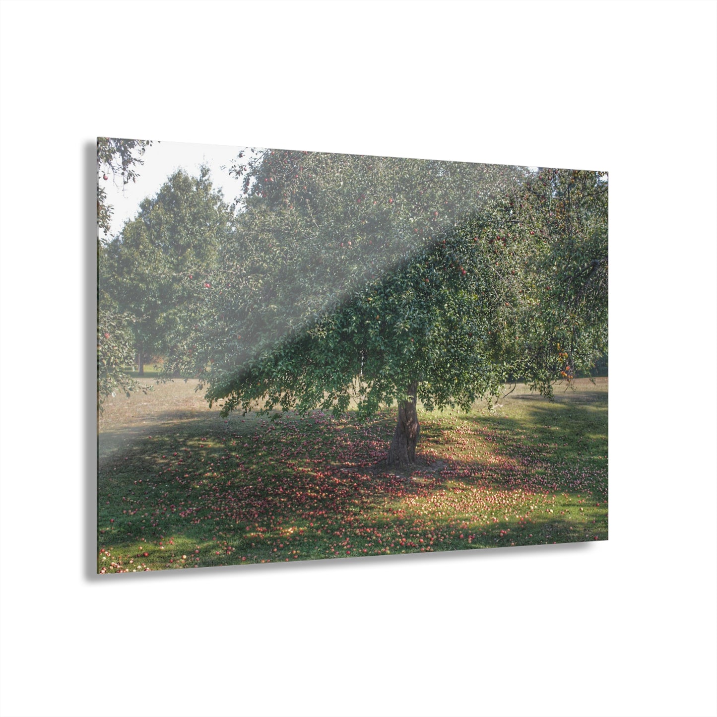 U R There Photography Apple Tree and Apples Rustic Farmhouse Acrylic Wall Print