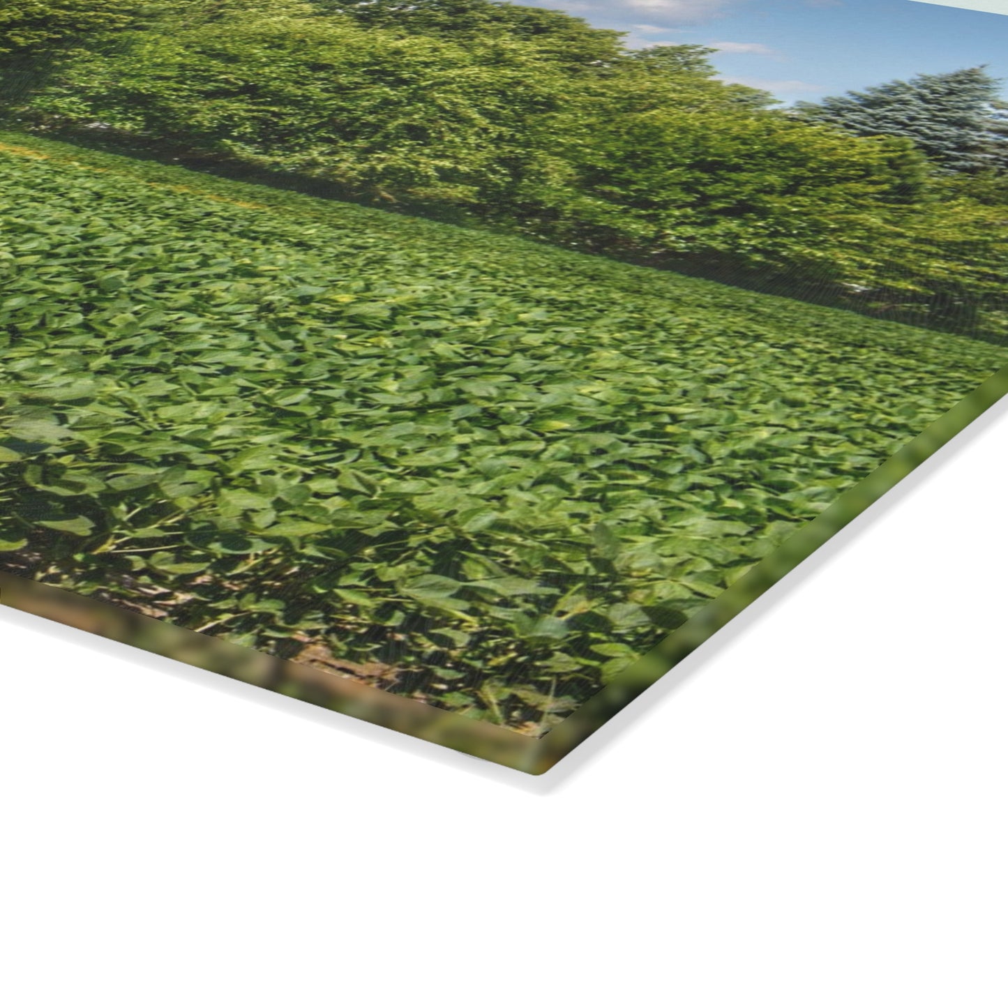 U R There Photography Canada Road Hidden Rustic Farmhouse Tempered-Glass Cutting Board