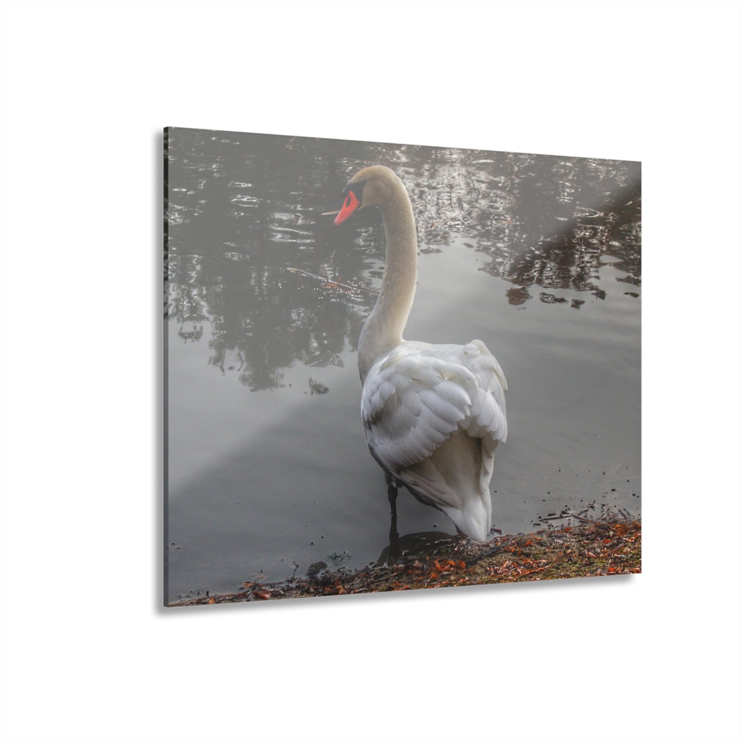 U R There Photography Swans of Duck Lake III Rustic Farmhouse Acrylic Wall Print