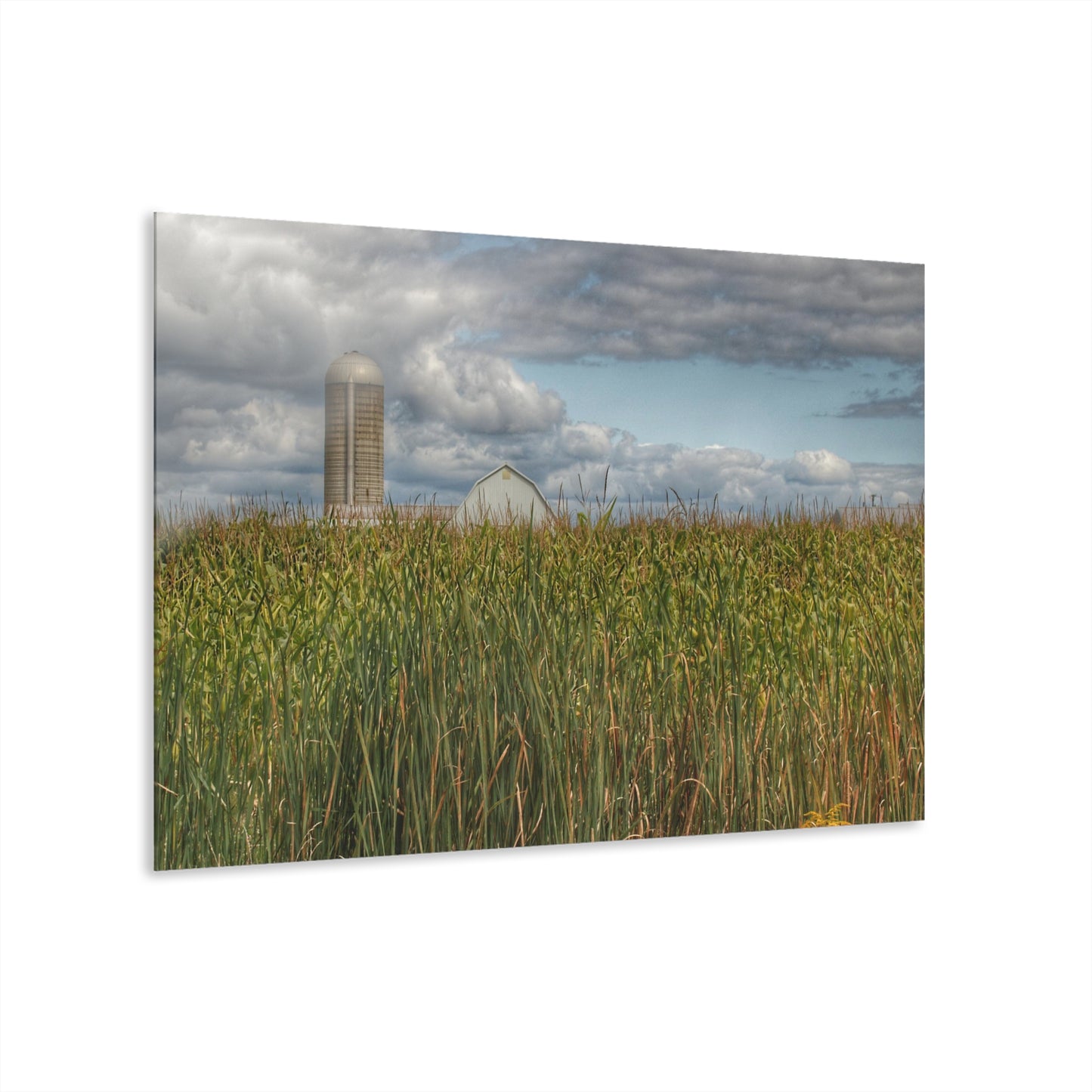 U R There Photography White Barn Overlooking Cornfield Rustic Farmhouse Acrylic Wall Print
