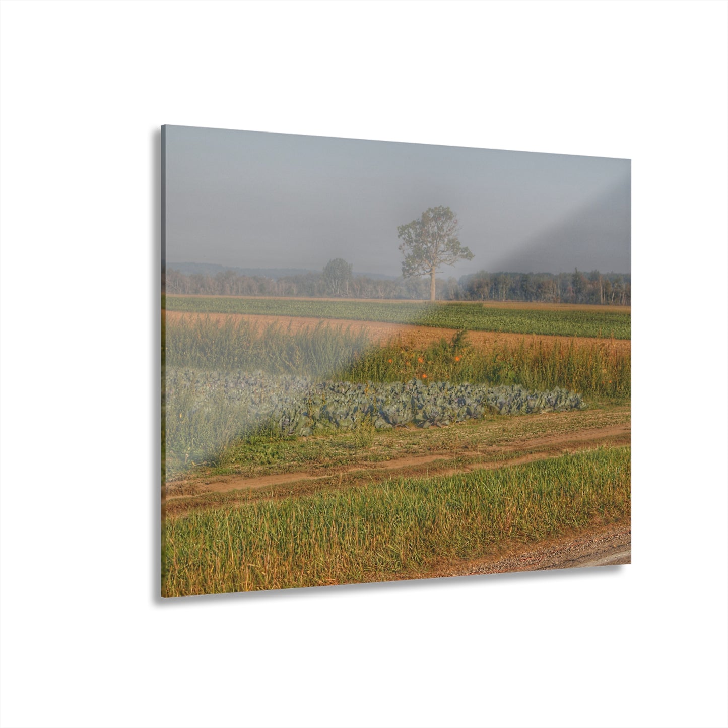 U R There Photography Cabbage and Pumpkin Patch Rustic Farmhouse Acrylic Wall Print