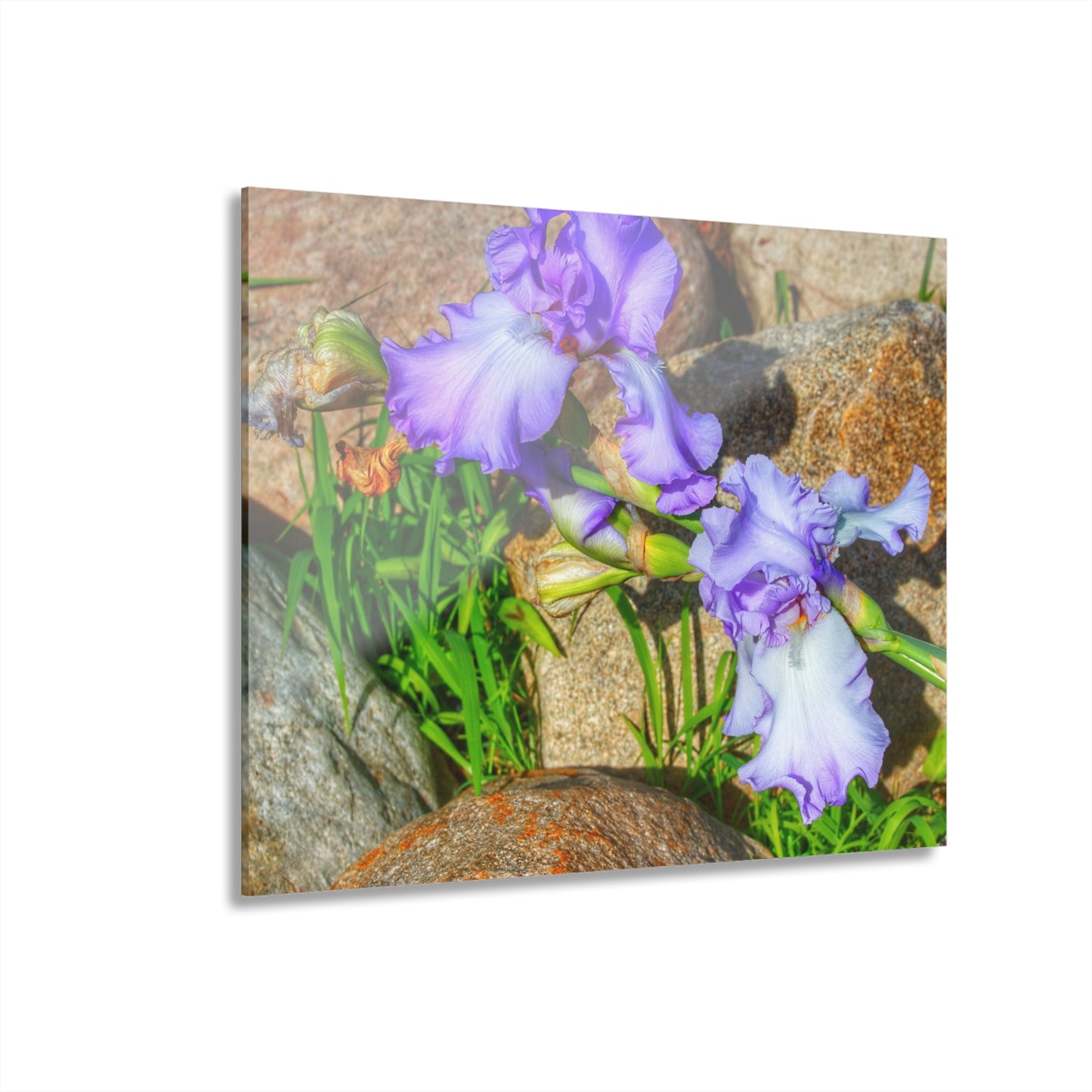 U R There Photography Saint Hugos Iris Rustic Farmhouse Acrylic Wall Print