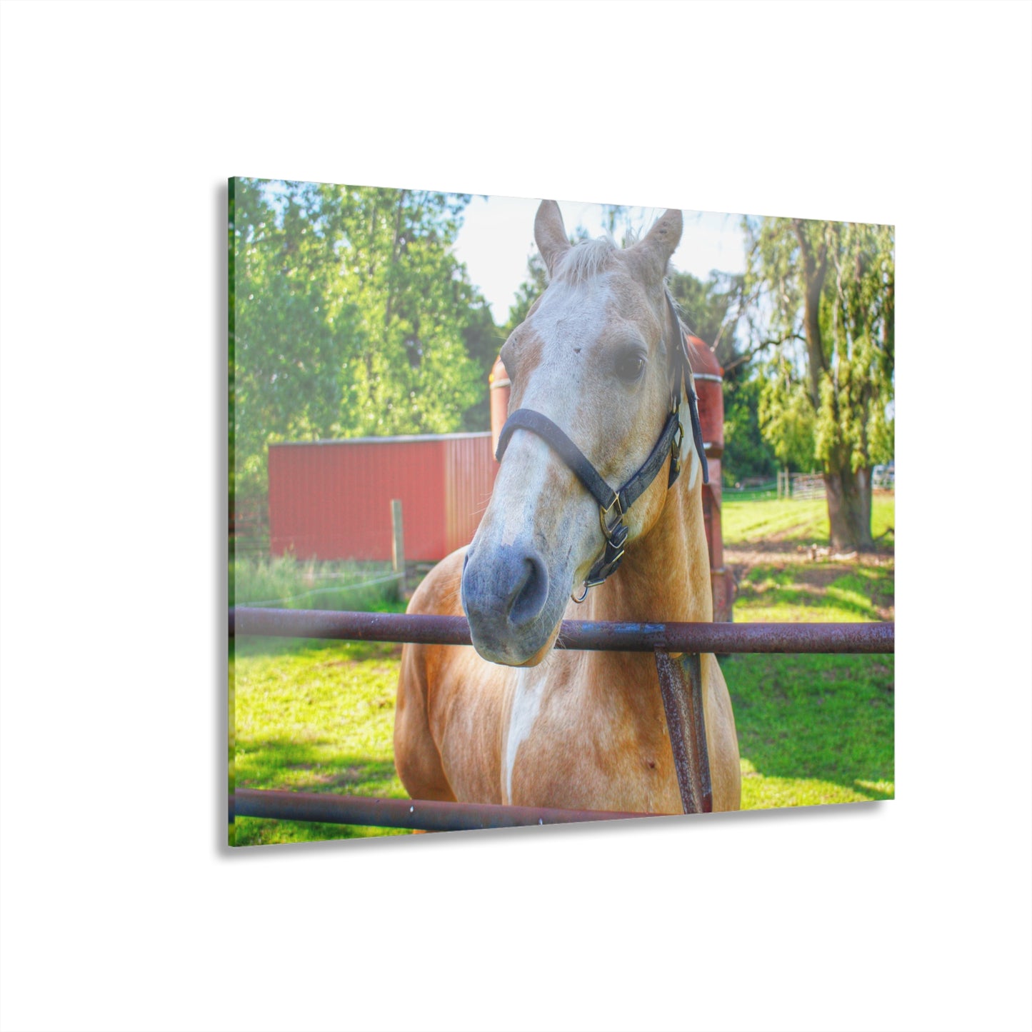 U R There Photography White Cream Mare of Hollenbeck Rustic Farmhouse Acrylic Wall Print 14 "x 11"