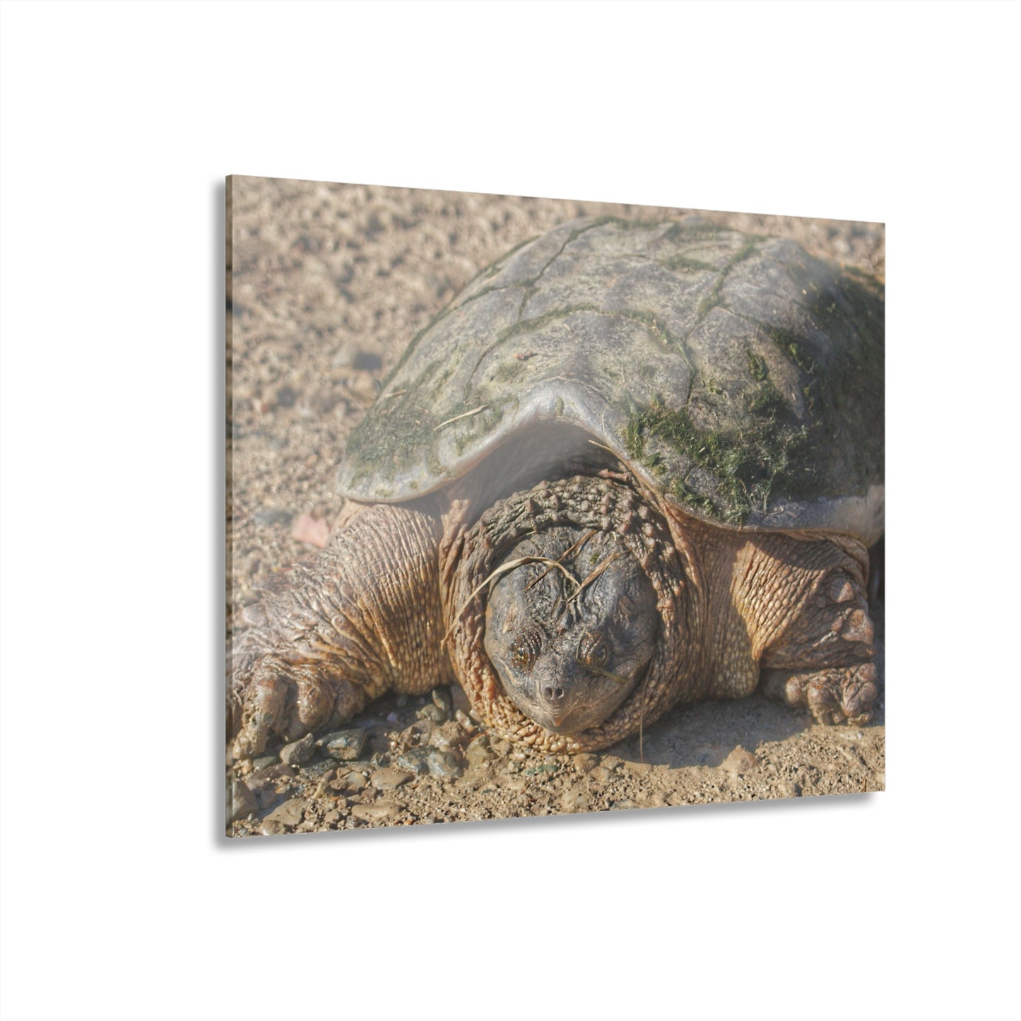 U R There Photography Fargo Road Turtle Rustic Farmhouse Acrylic Wall Print