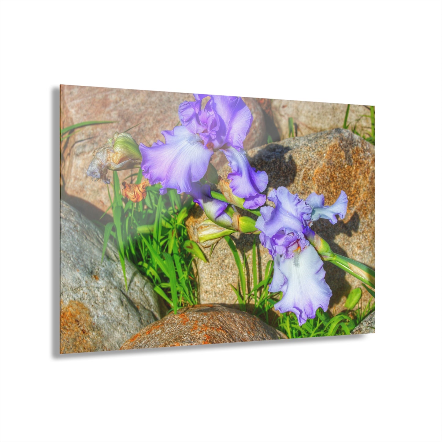 U R There Photography Saint Hugos Iris Rustic Farmhouse Acrylic Wall Print