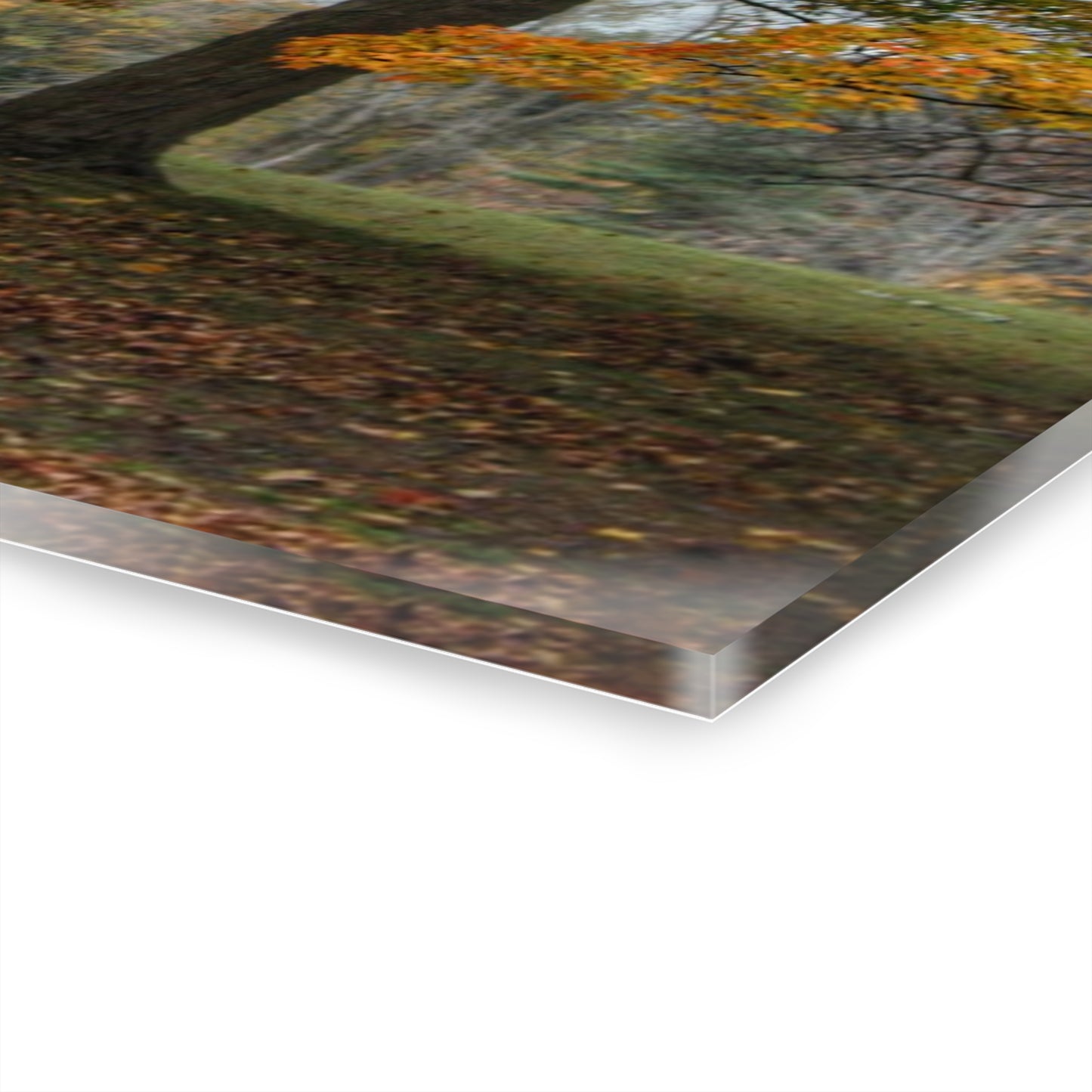 U R There Photography Brown Road Red in the Fall Rustic Farmhouse Acrylic Wall Print