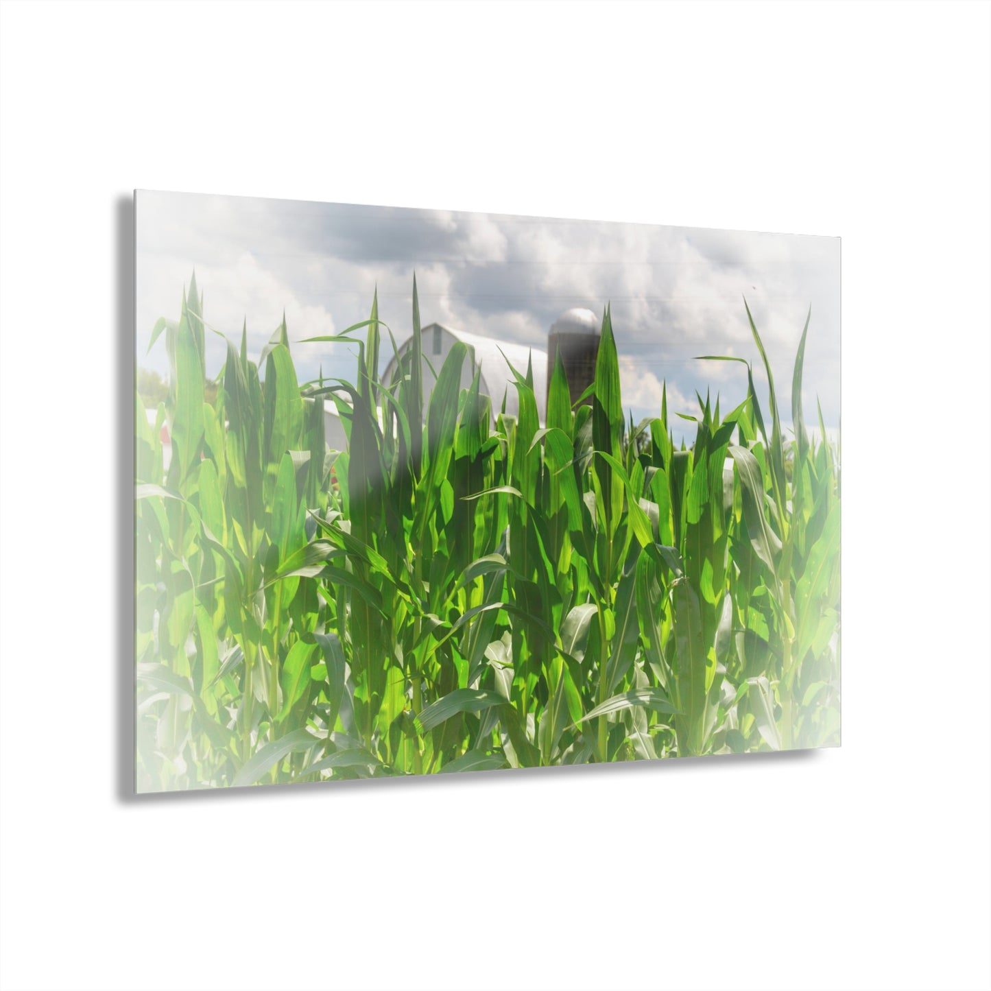 U R There Photography Beyond the Corn in Millington Rustic Farmhouse Acrylic Wall Print