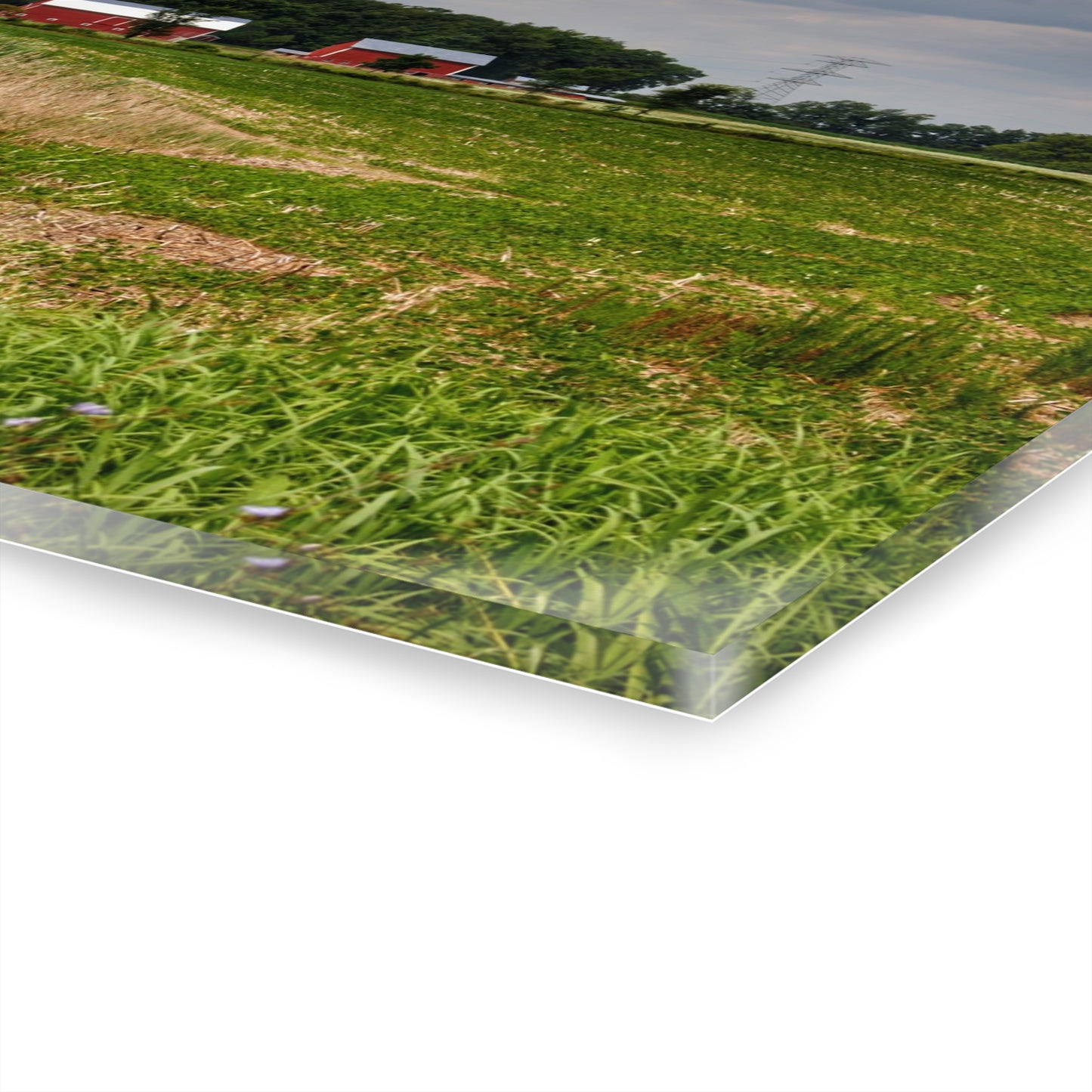 U R There Photography Across the Field in Elba II Rustic Farmhouse Acrylic Wall Print