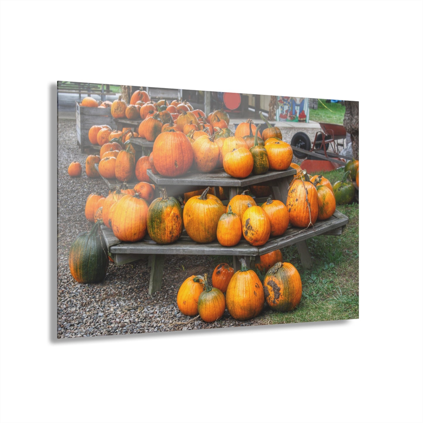 U R There Photography Tabletop Pumpkins Rustic Farmhouse Acrylic Wall Print