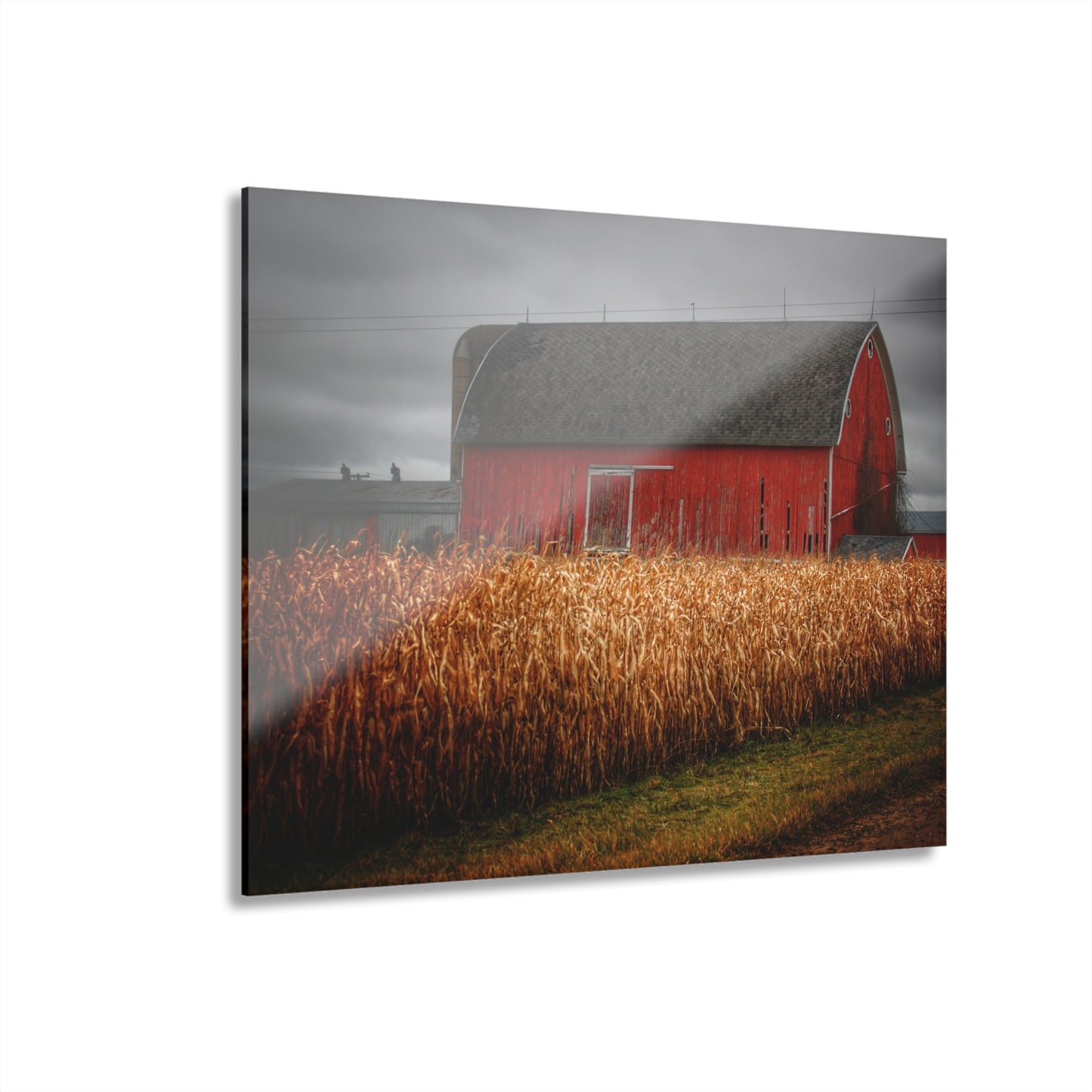 U R There Photography Slattery Road Cornfield Red Rustic Farmhouse Acrylic Wall Print