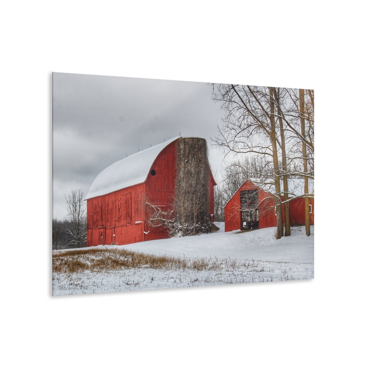 U R There Photography Catlin Reds in Winter I Rustic Farmhouse Acrylic Wall Print