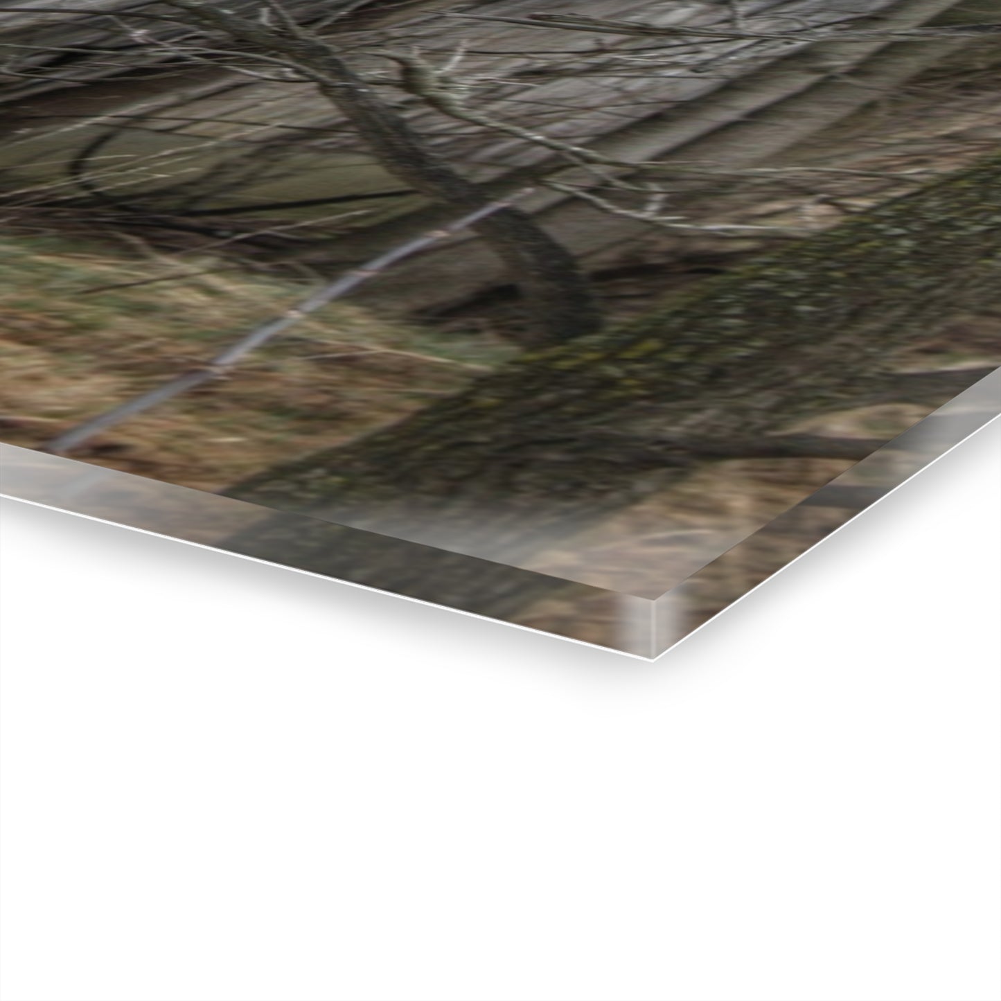 U R There Photography Rural Decay in Early Spring Rustic Farmhouse Acrylic Wall Print