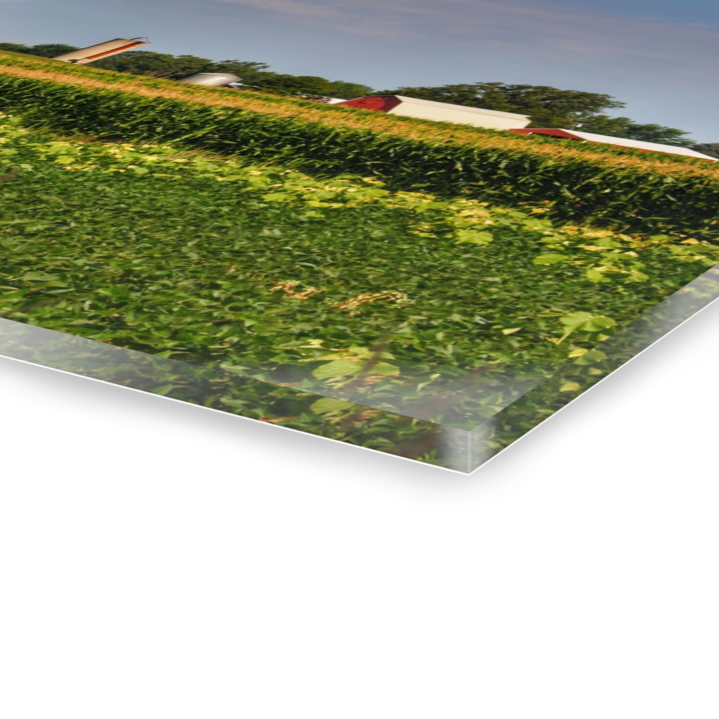 U R There Photography Across the Field in Clifford Rustic Farmhouse Acrylic Wall Print 14 "x 11"