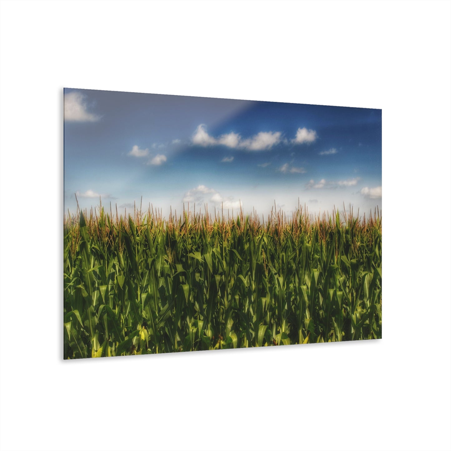 U R There Photography Sky-High Corn Rustic Farmhouse Acrylic Wall Print