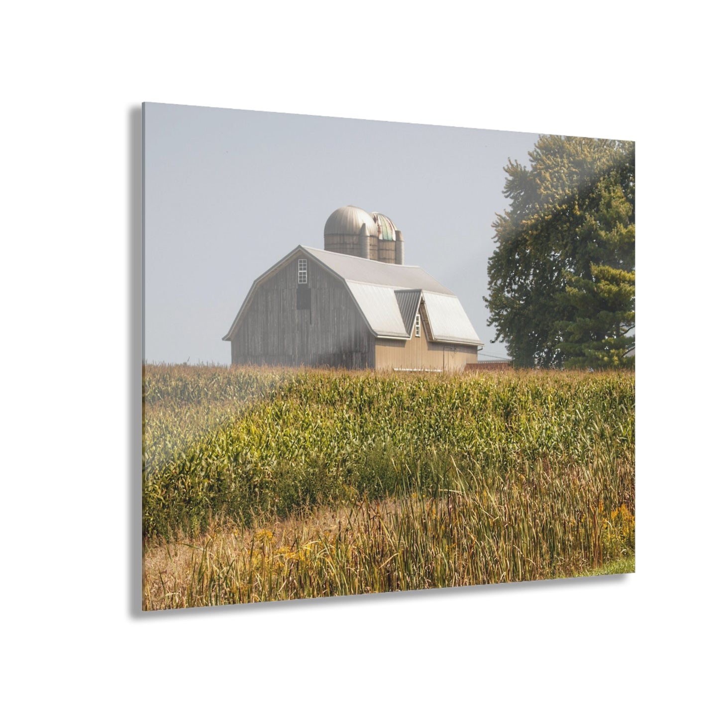 U R There Photography Beyond the September Corn on Swaffer Rustic Farmhouse Acrylic Wall Print