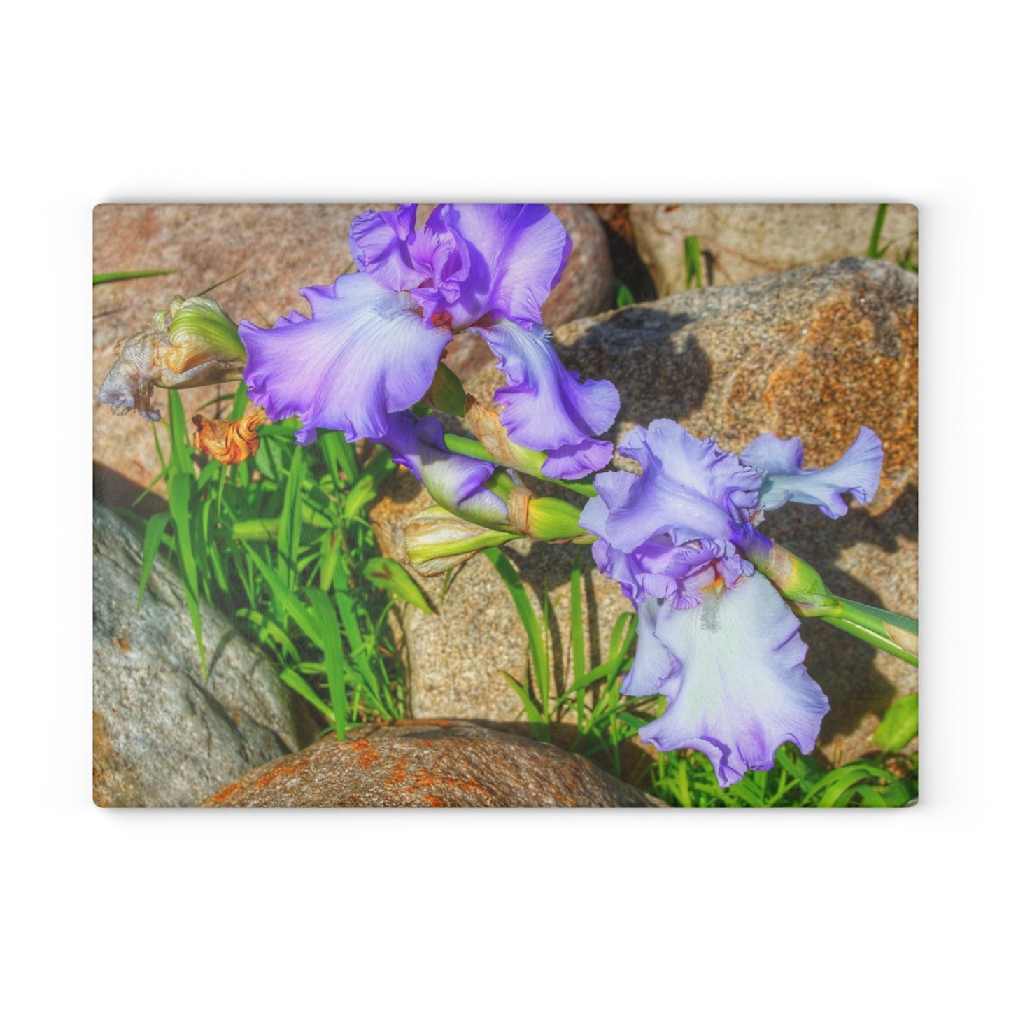U R There Photography Saint Hugos Iris Rustic Farmhouse Tempered-Glass Cutting Board