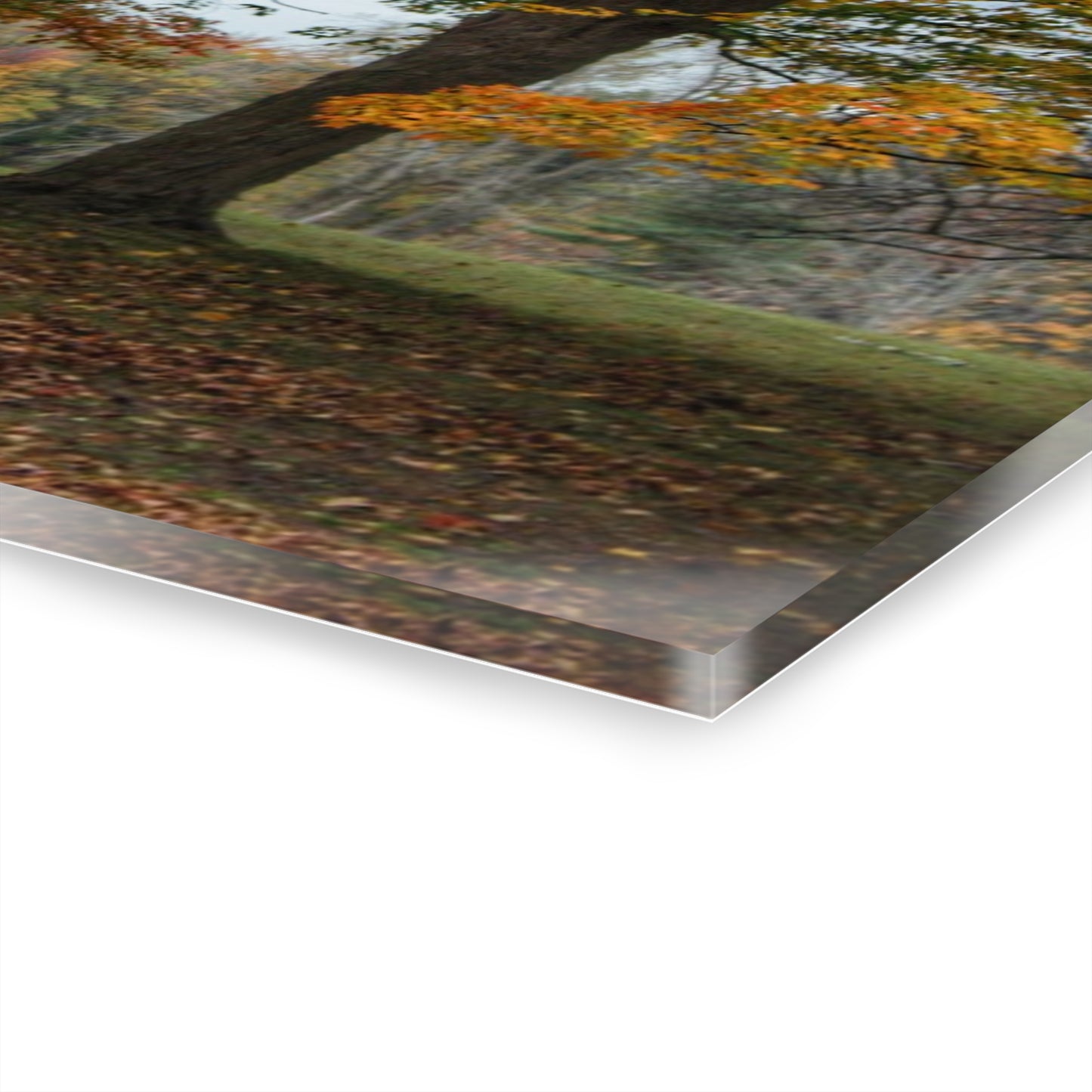 U R There Photography Brown Road Red in the Fall Rustic Farmhouse Acrylic Wall Print