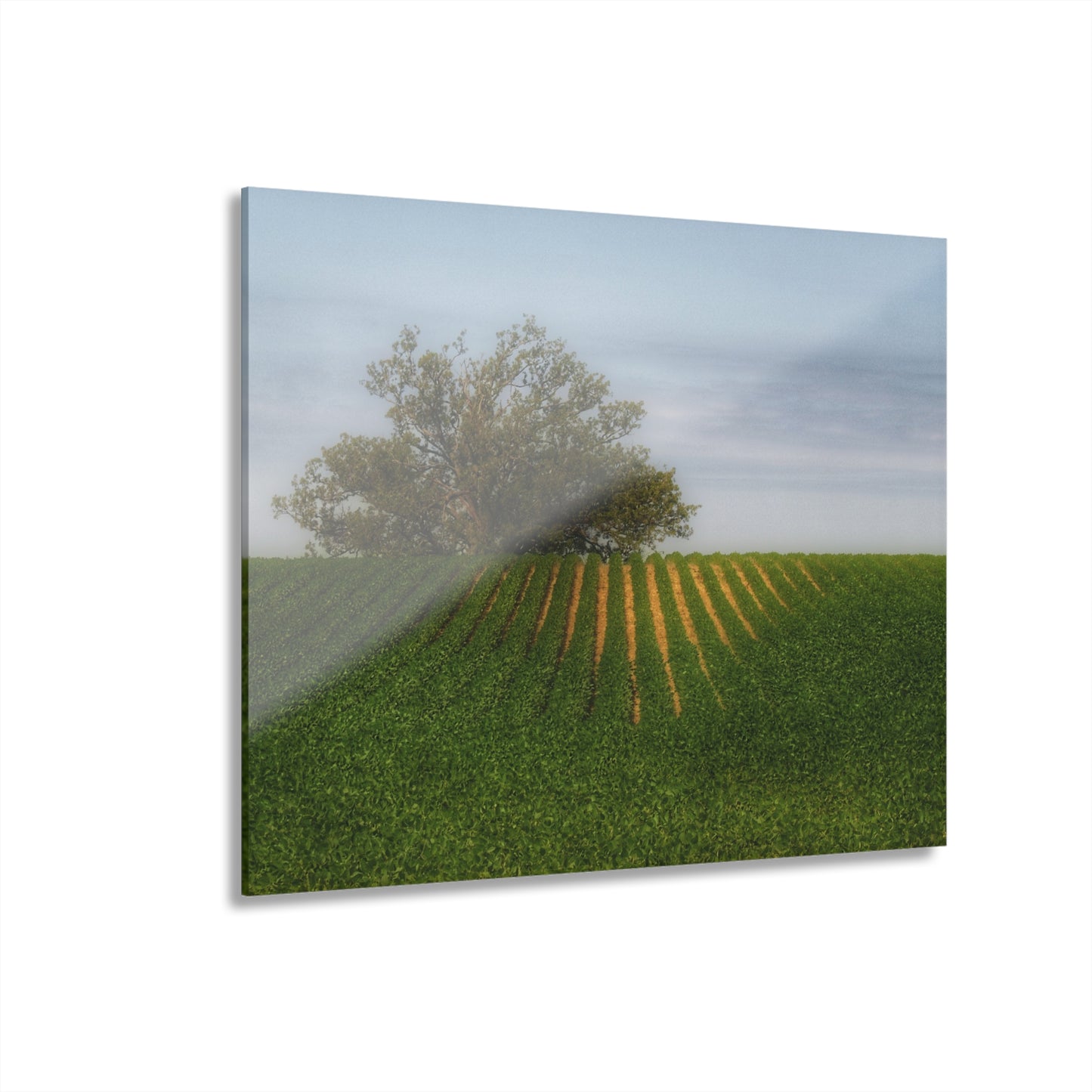 U R There Photography Tree Overlooking Farm Field Rustic Farmhouse Acrylic Wall Print