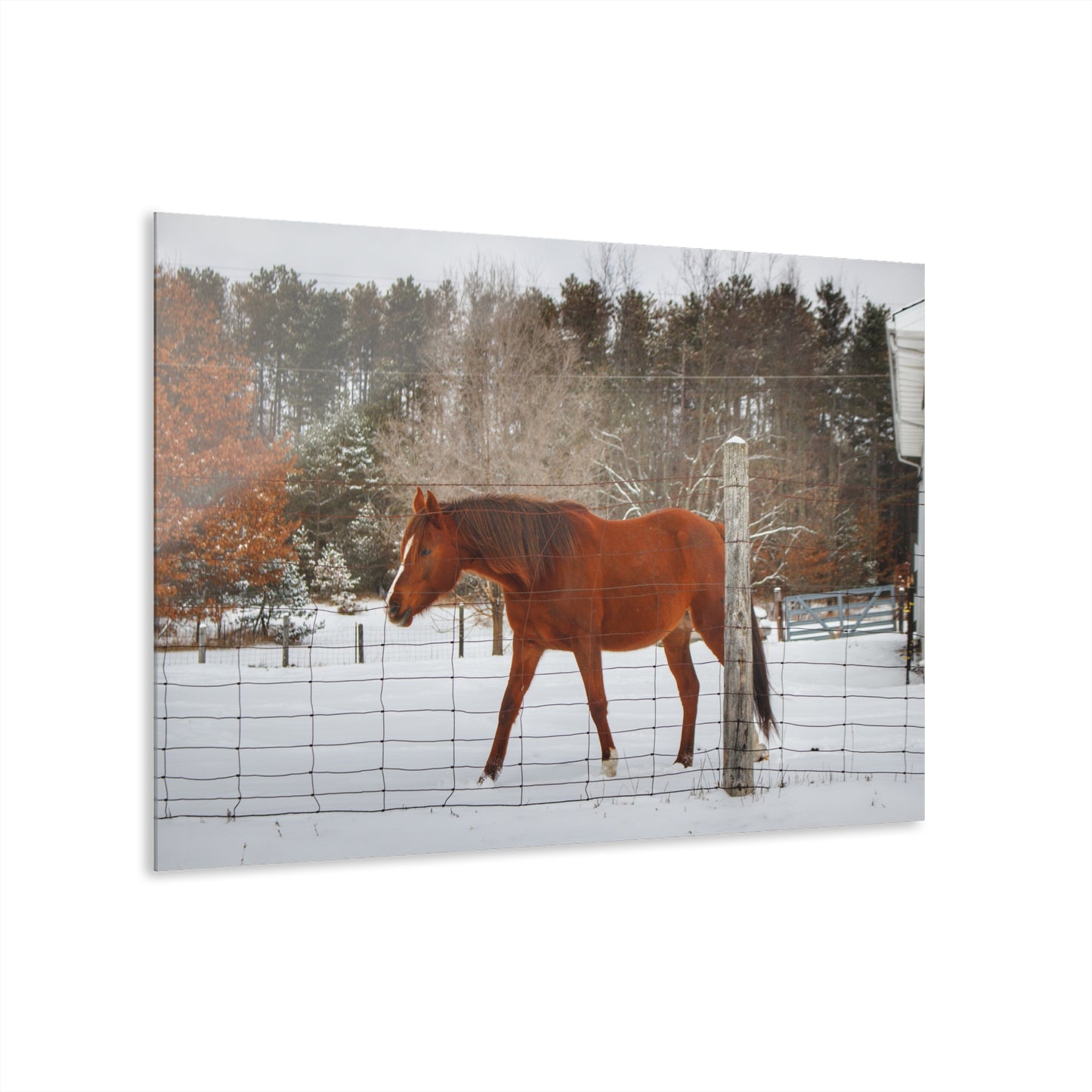U R There Photography Roadside Chestnut Rustic Farmhouse Acrylic Wall Print