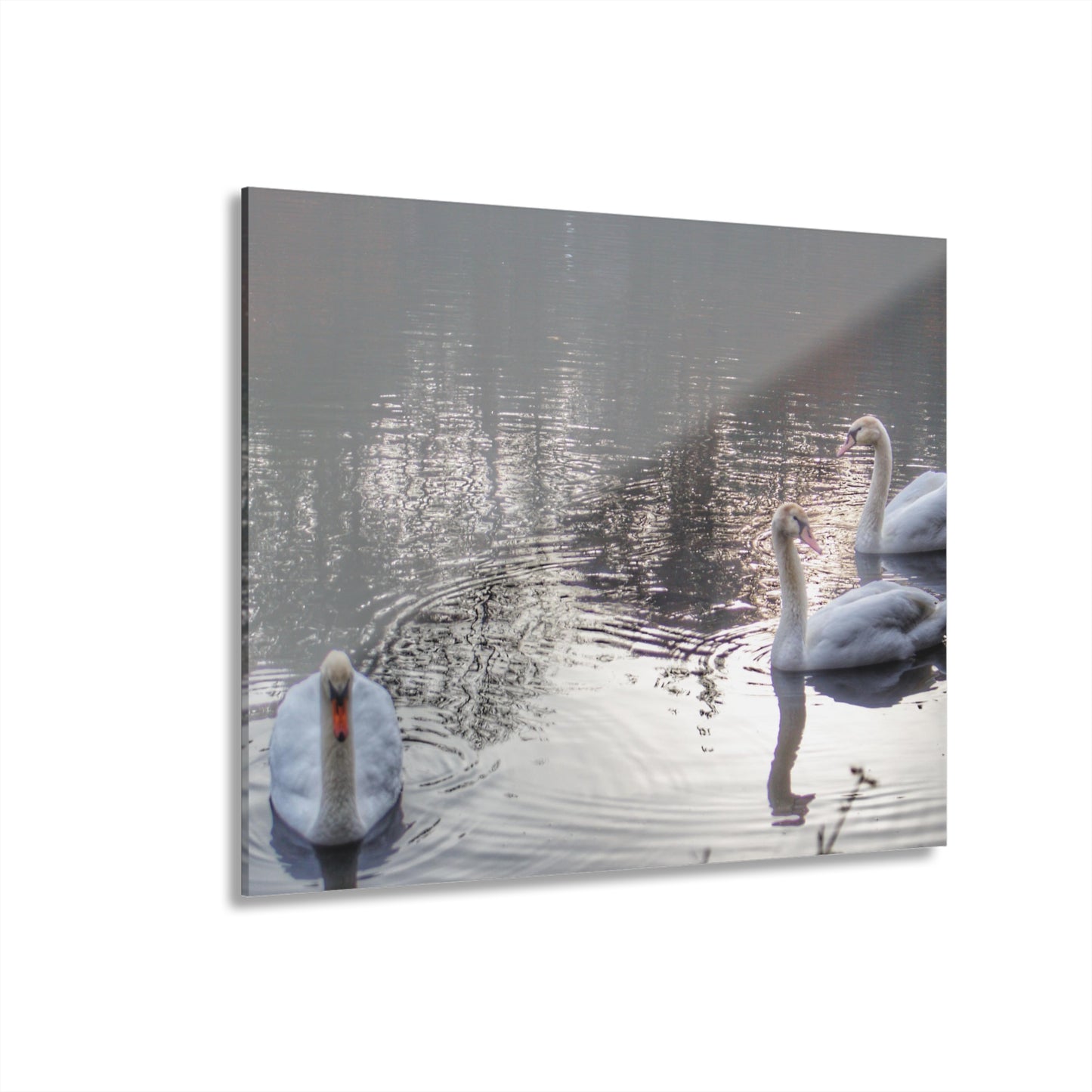 U R There Photography Swans of Duck Lake II Rustic Farmhouse Acrylic Wall Print