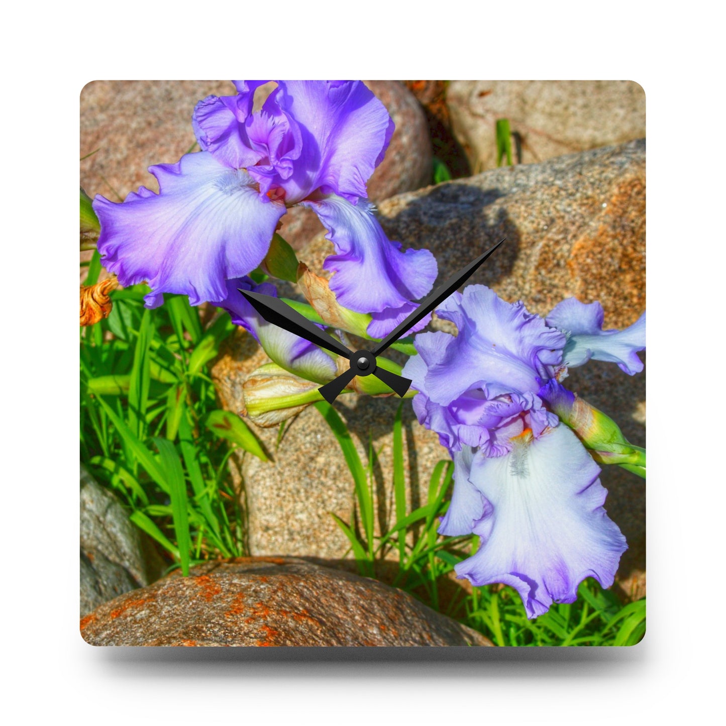 Rustic Farmhouse Wall Clock featuring Saint Hugo Iris