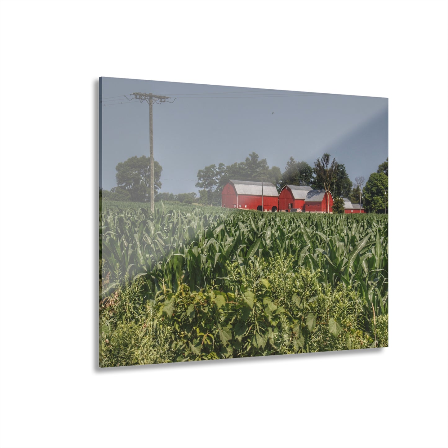 U R There Photography Shoemaker Road Reds Beyond the Corn Rustic Farmhouse Acrylic Wall Print