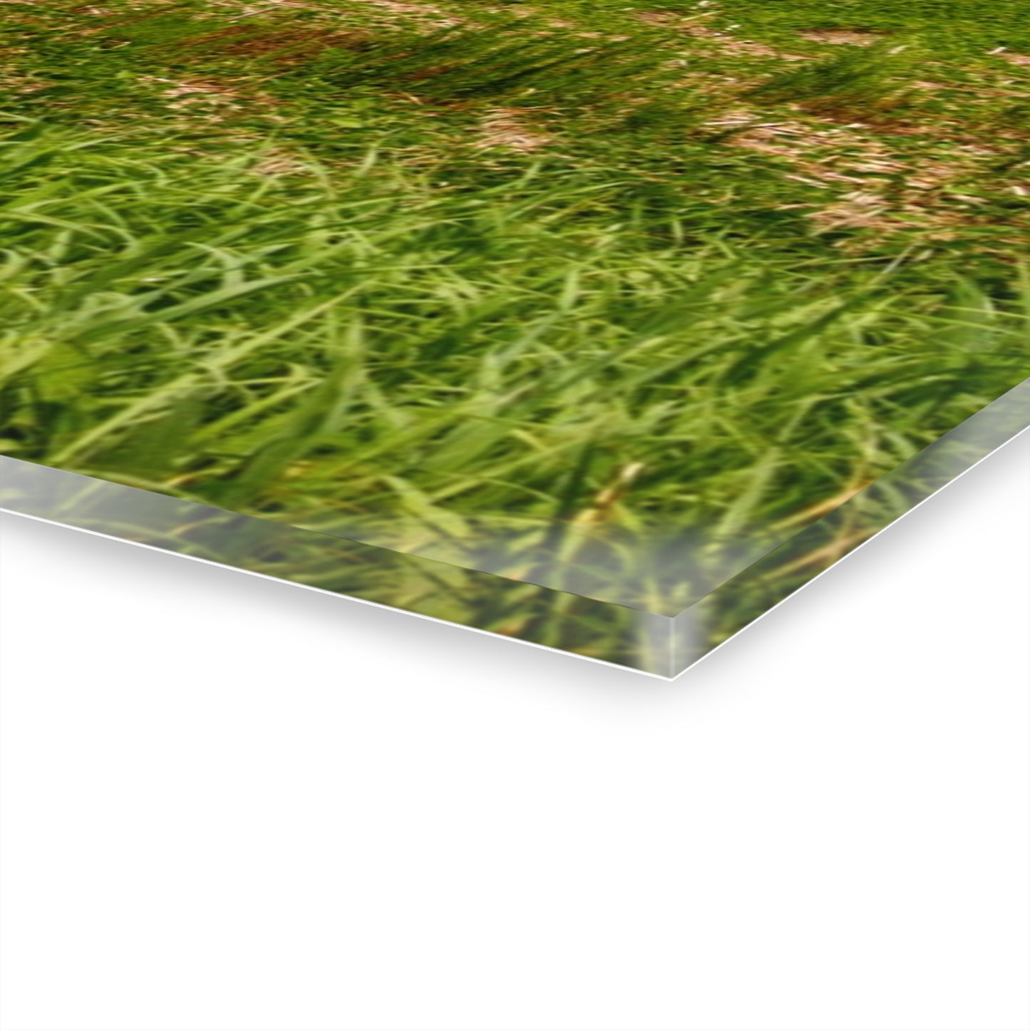 Rustic Farmhouse Wall Print Featuring Across the Field in Elba II