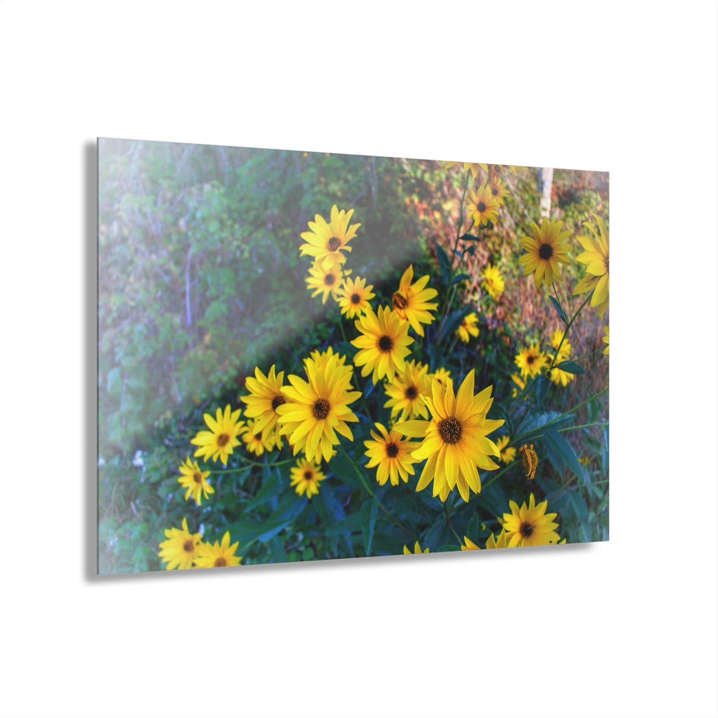 U R There Photography Bursts of Gold Rustic Farmhouse Acrylic Wall Print 14 "x 11"