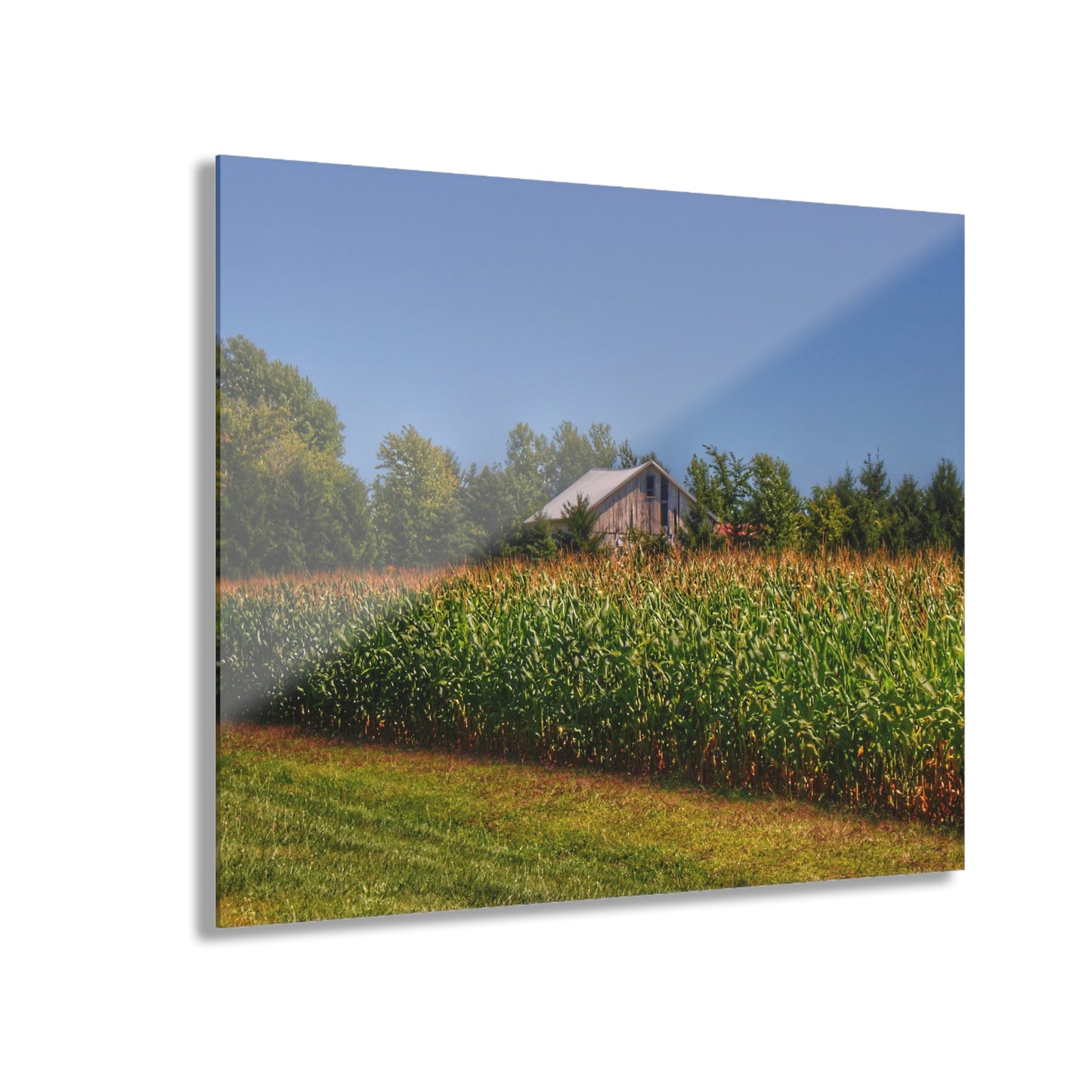U R There Photography Beyond the Corn on Birch Road Run Rustic Farmhouse Acrylic Wall Print 14 "x 11