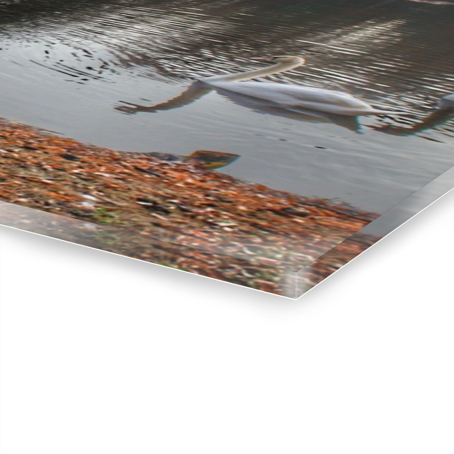 U R There Photography Swans of Duck Lake I Rustic Farmhouse Acrylic Wall Print