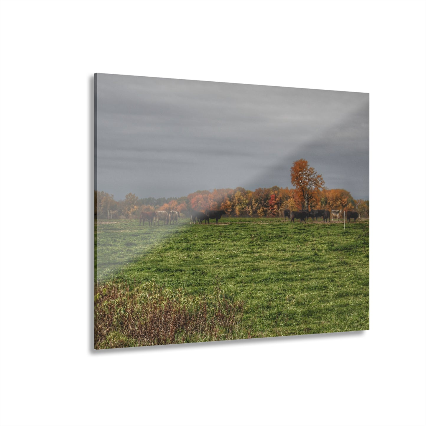 U R There Photography Oak Cows Rustic Farmhouse Acrylic Wall Print