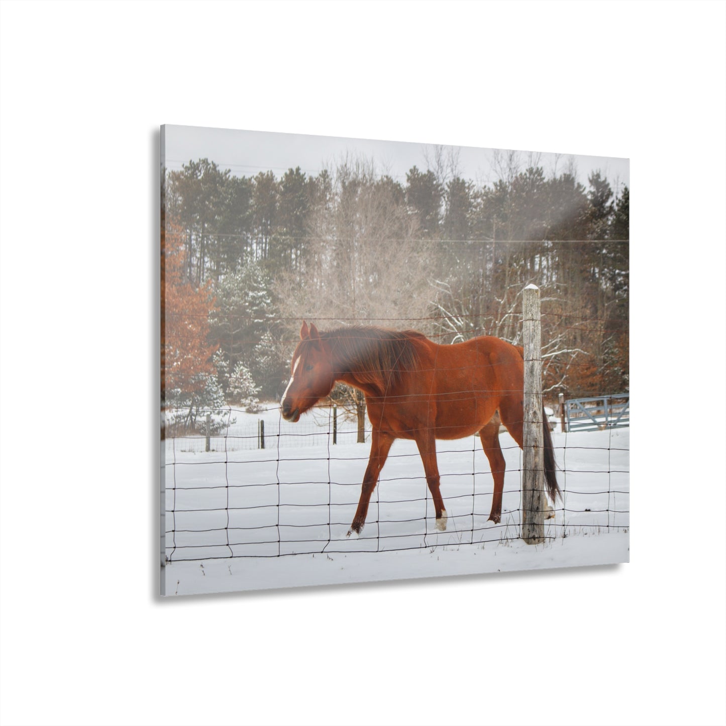 U R There Photography Roadside Chestnut Rustic Farmhouse Acrylic Wall Print