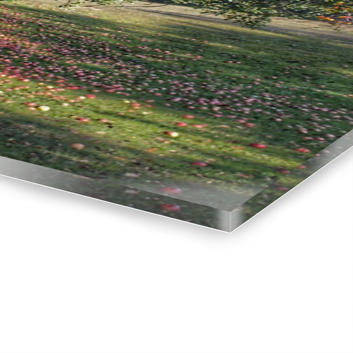 U R There Photography Frankenmuth Apple Tree Rustic Farmhouse Acrylic Wall Print