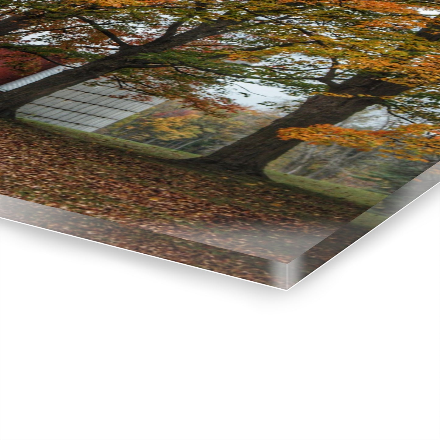 U R There Photography Brown Road Red in the Fall Rustic Farmhouse Acrylic Wall Print