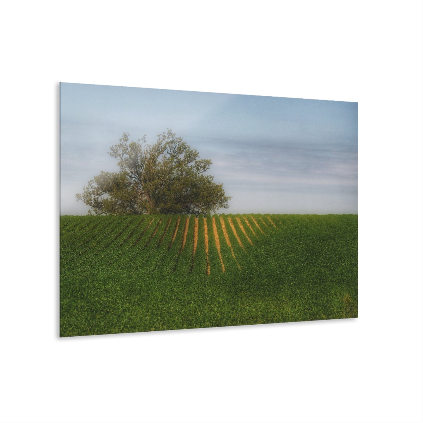U R There Photography Tree Overlooking Farm Field Rustic Farmhouse Acrylic Wall Print
