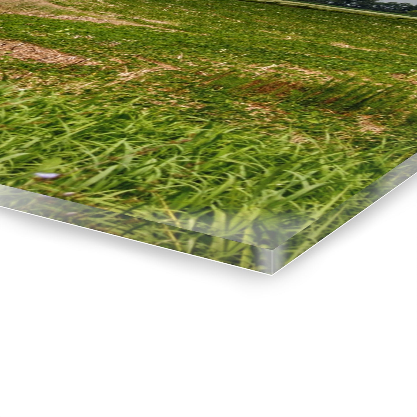 Rustic Farmhouse Wall Print Featuring Across the Field in Elba II