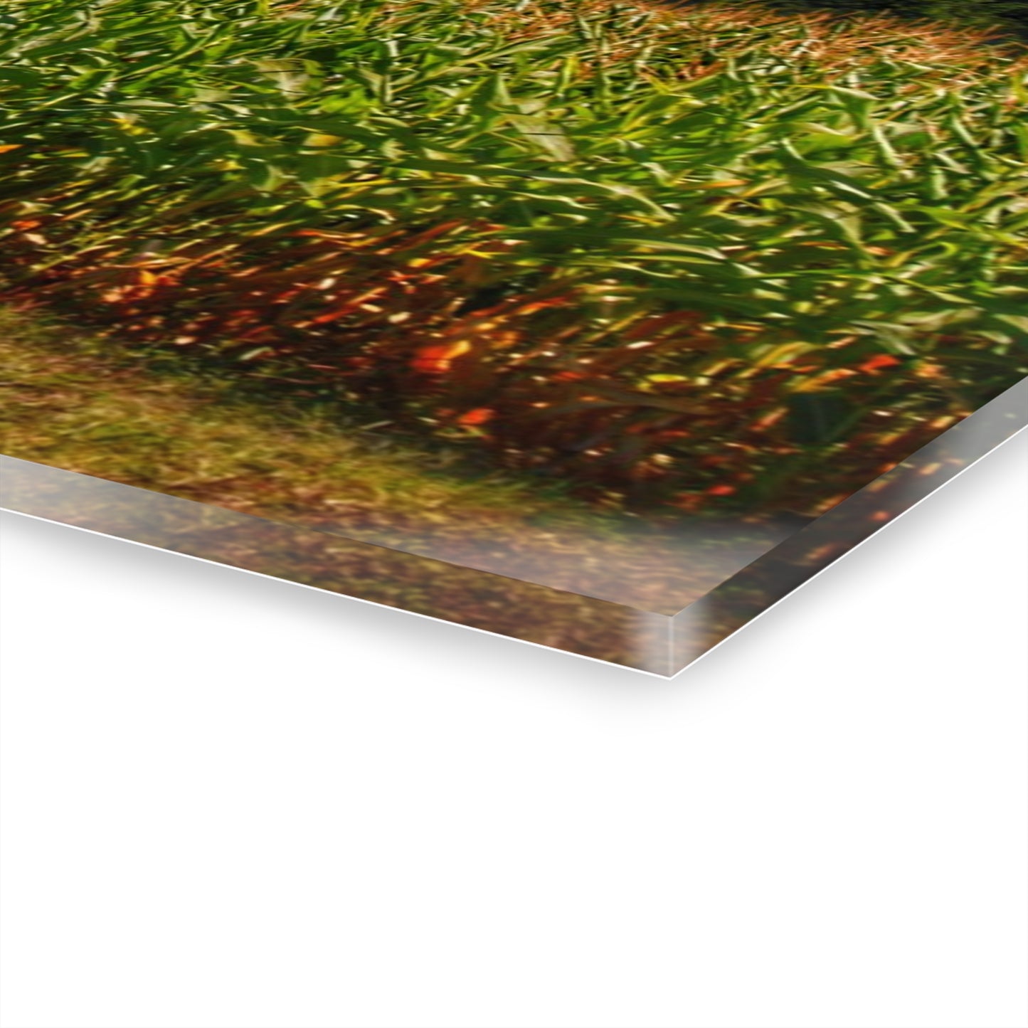 U R There Photography Beyond the Corn on Birch Road Run Rustic Farmhouse Acrylic Wall Print 14 "x 11