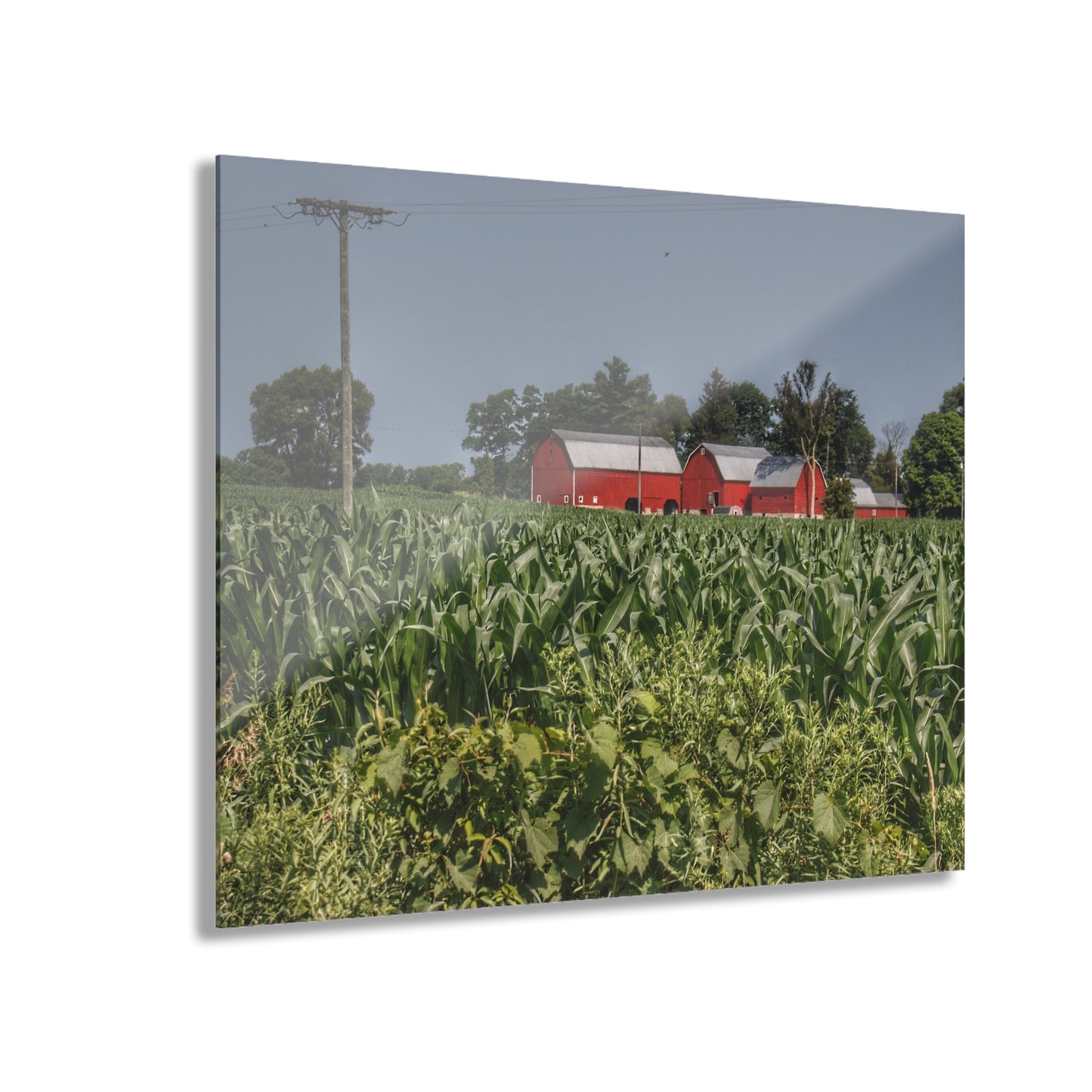 U R There Photography Shoemaker Road Reds Beyond the Corn Rustic Farmhouse Acrylic Wall Print