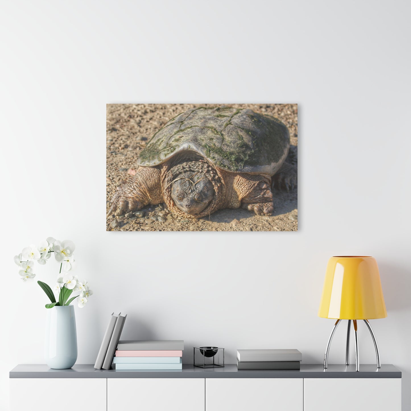 U R There Photography Fargo Road Turtle Rustic Farmhouse Acrylic Wall Print