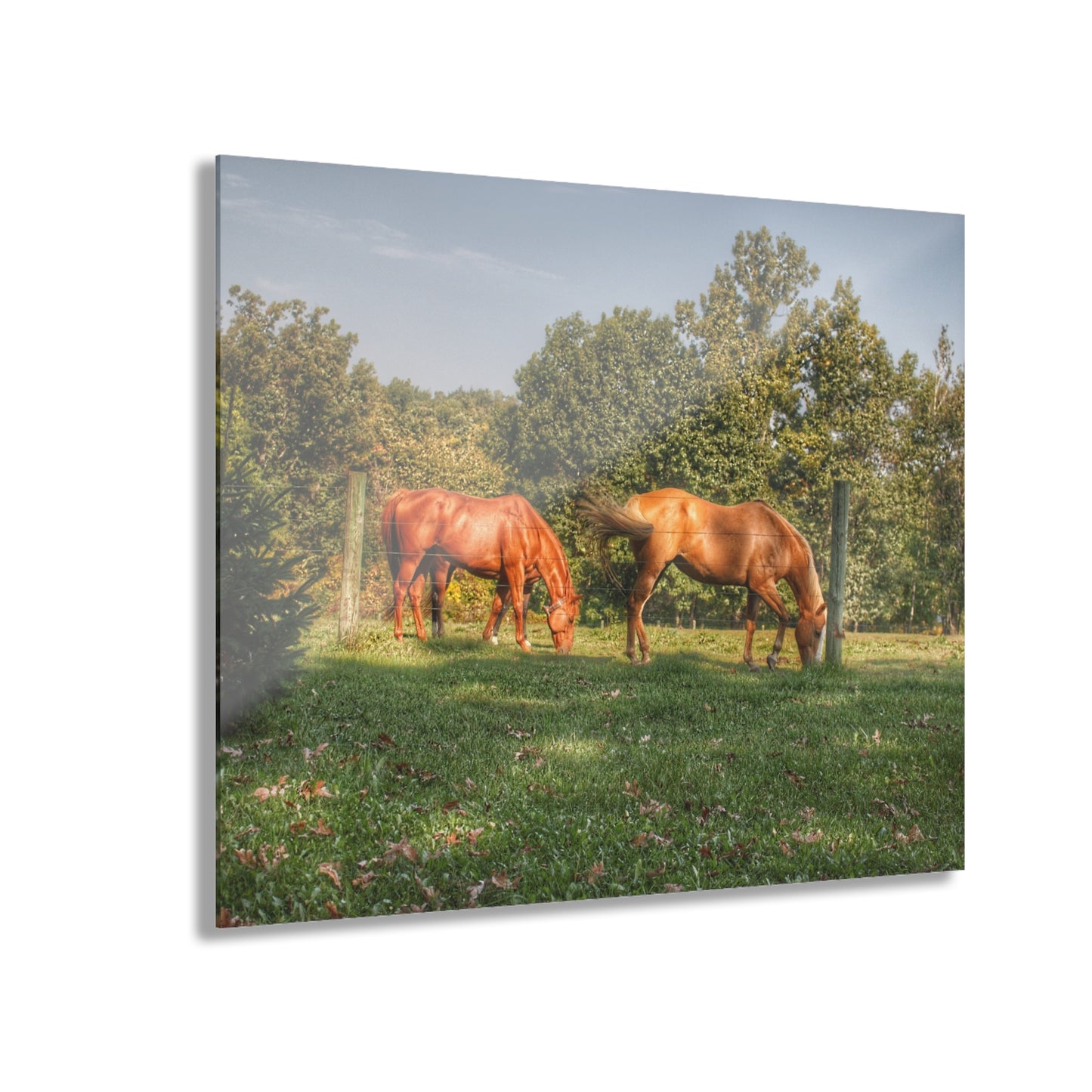 U R There Photography Caramel Horses Rustic Farmhouse Acrylic Wall Print